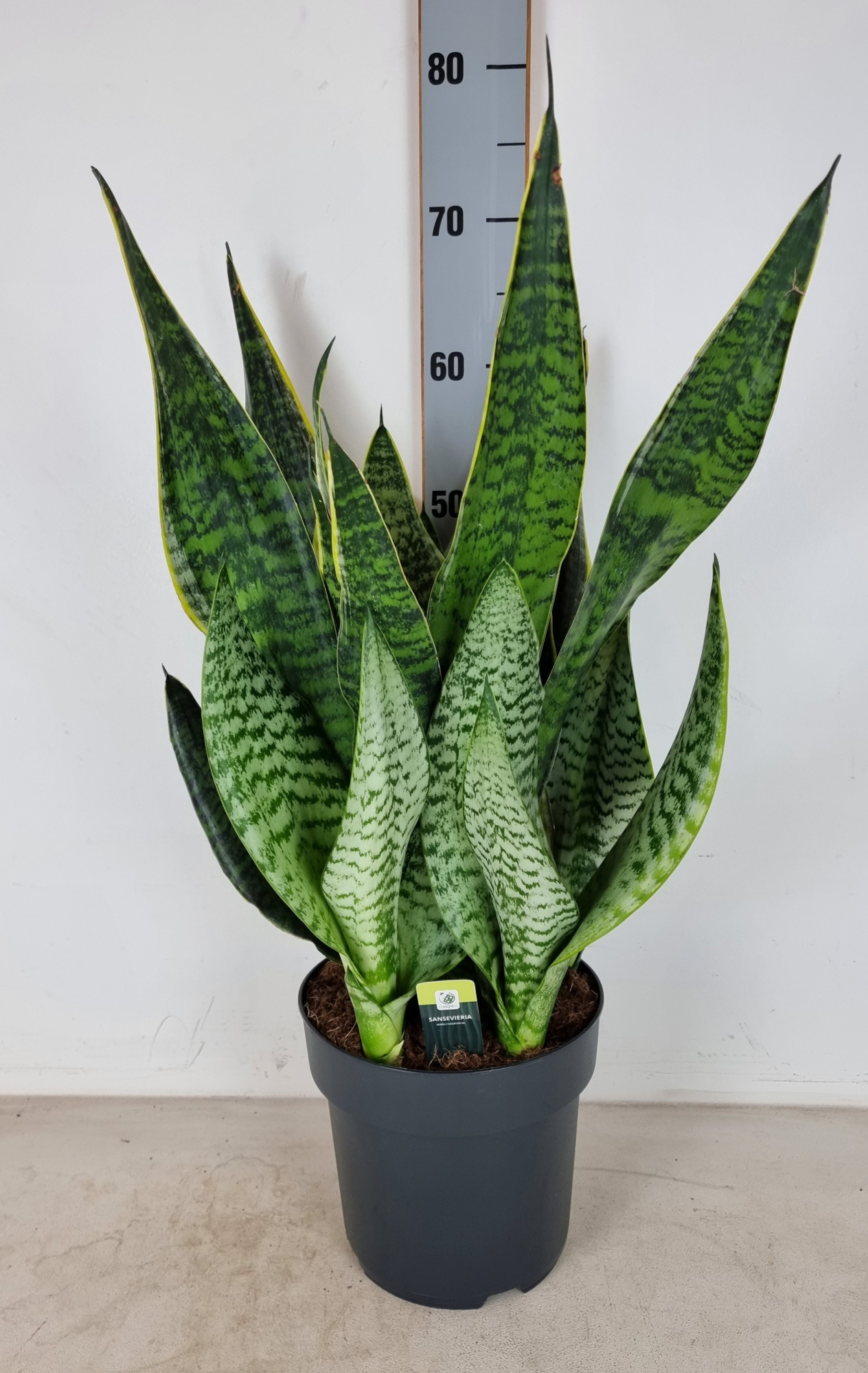 Sansevieria Golden Edge, D 21 cm