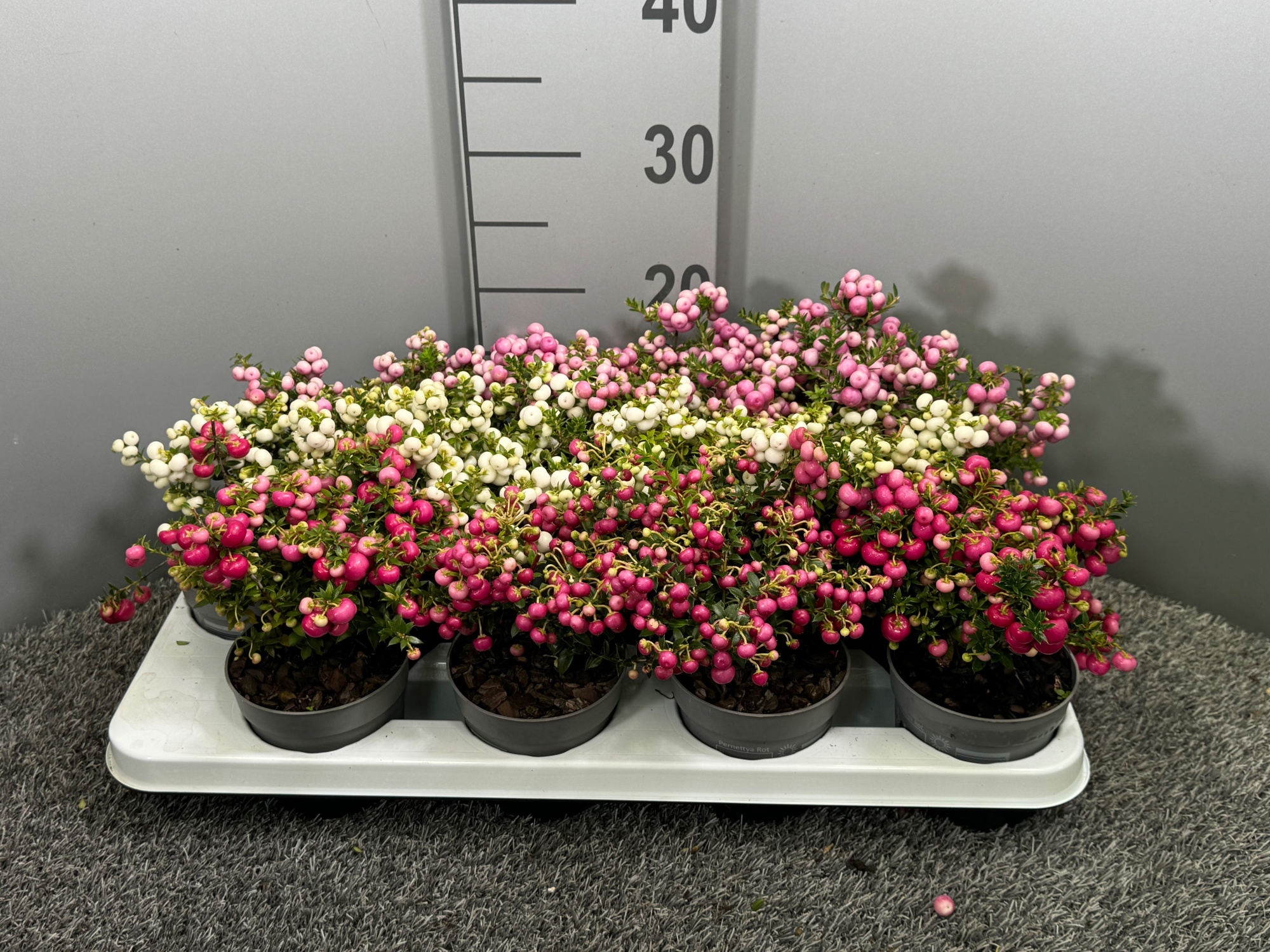 Pernettya mix in tray, D 10,5 cm