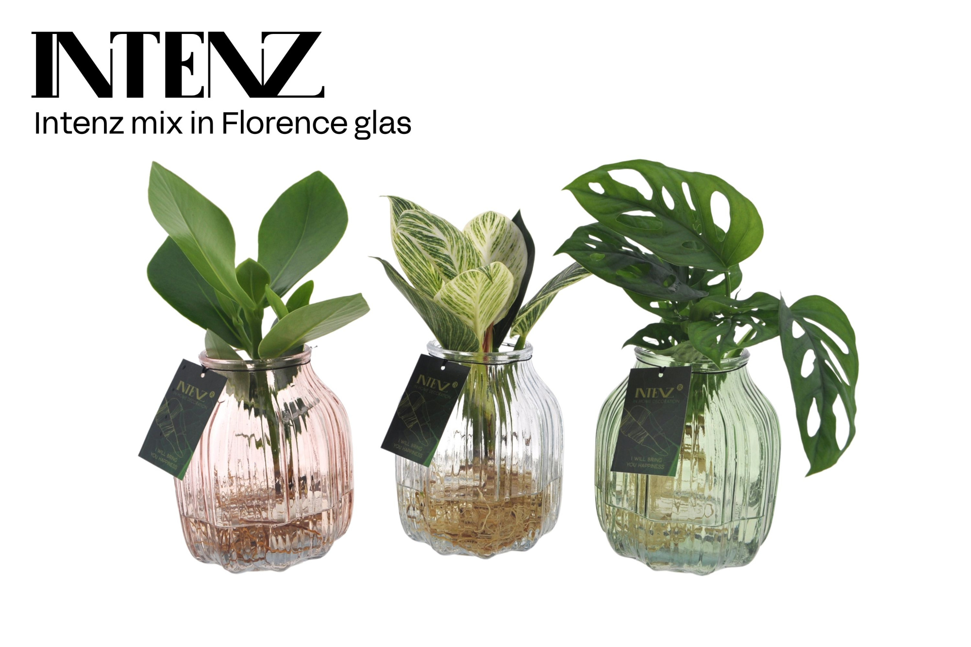 Intenz mix in Florence glas - levertijd: 24 uur, D 12 cm