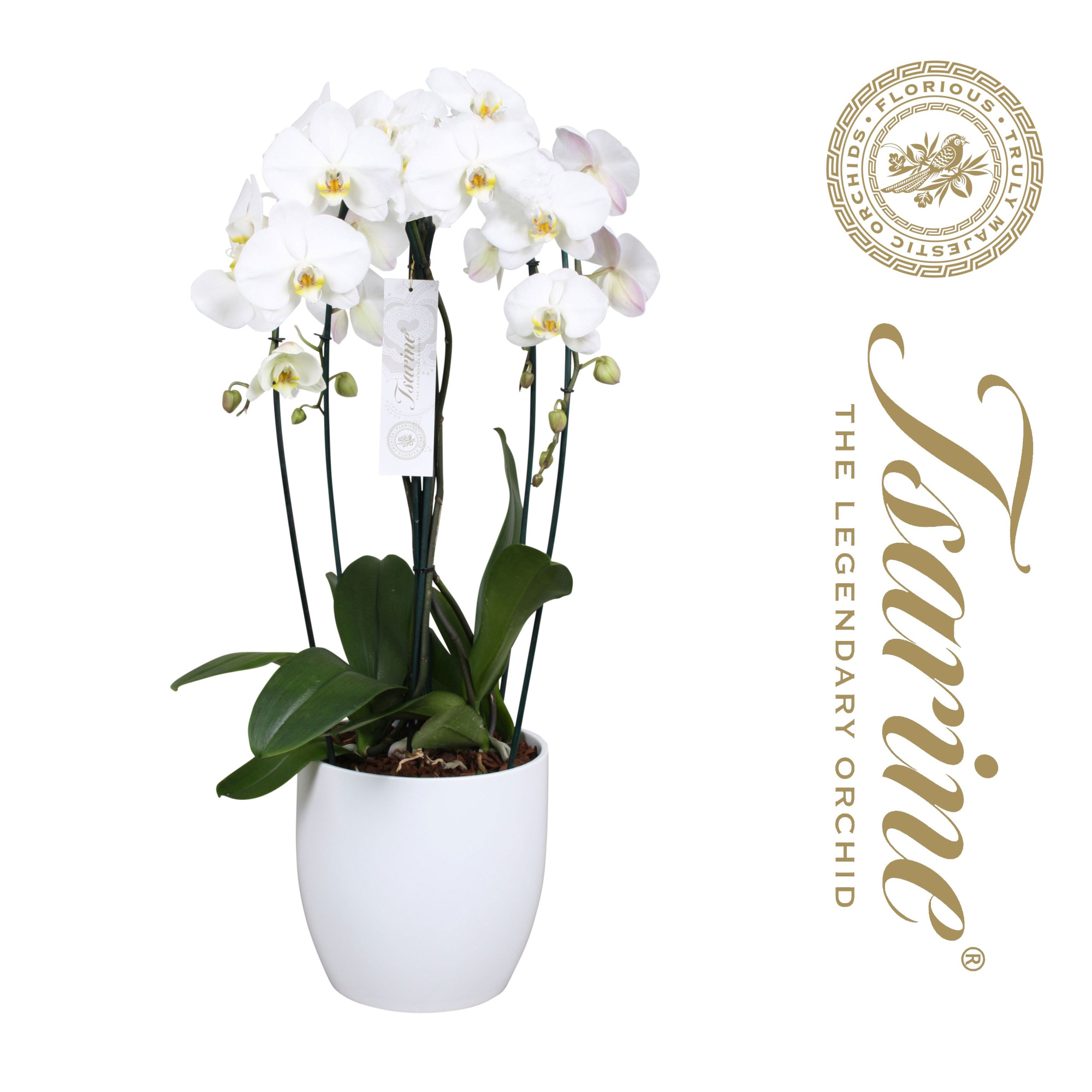 No24 Crown 4-tak, D 25 cm