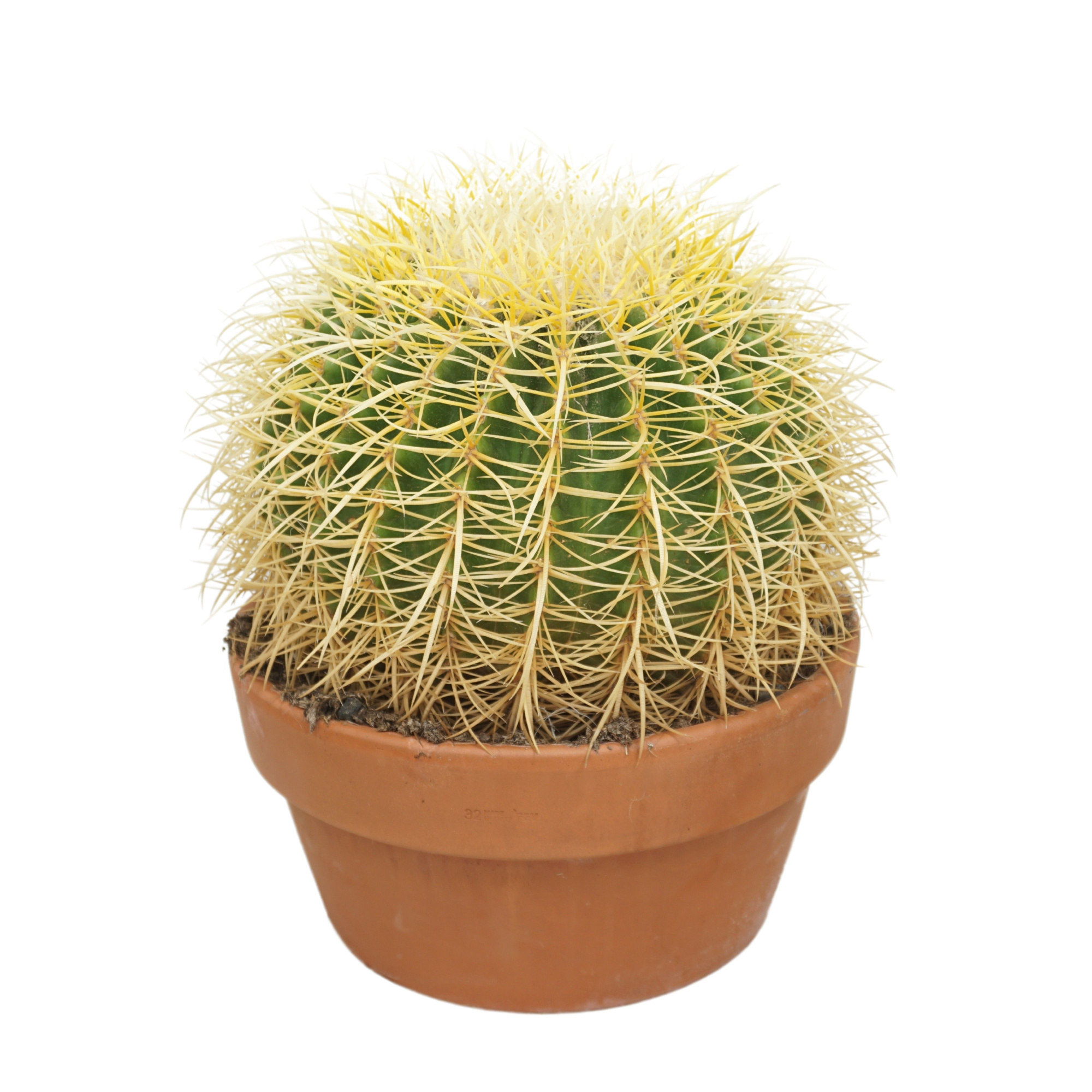 Echinocactus grusonii 32 cm, D 32 cm