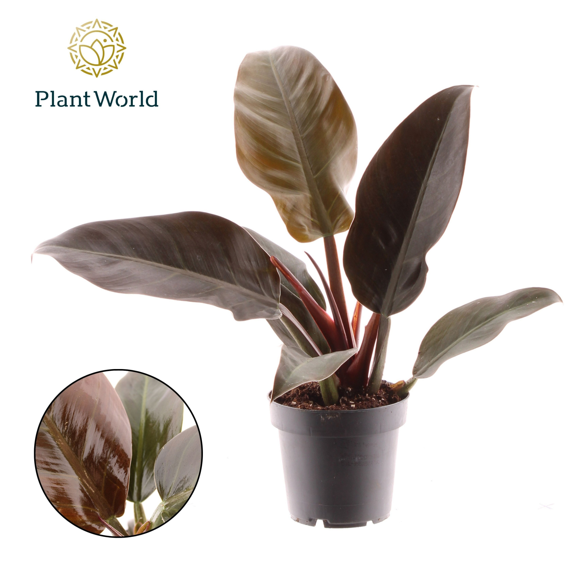Philodendron Imperial Red, D 12 cm