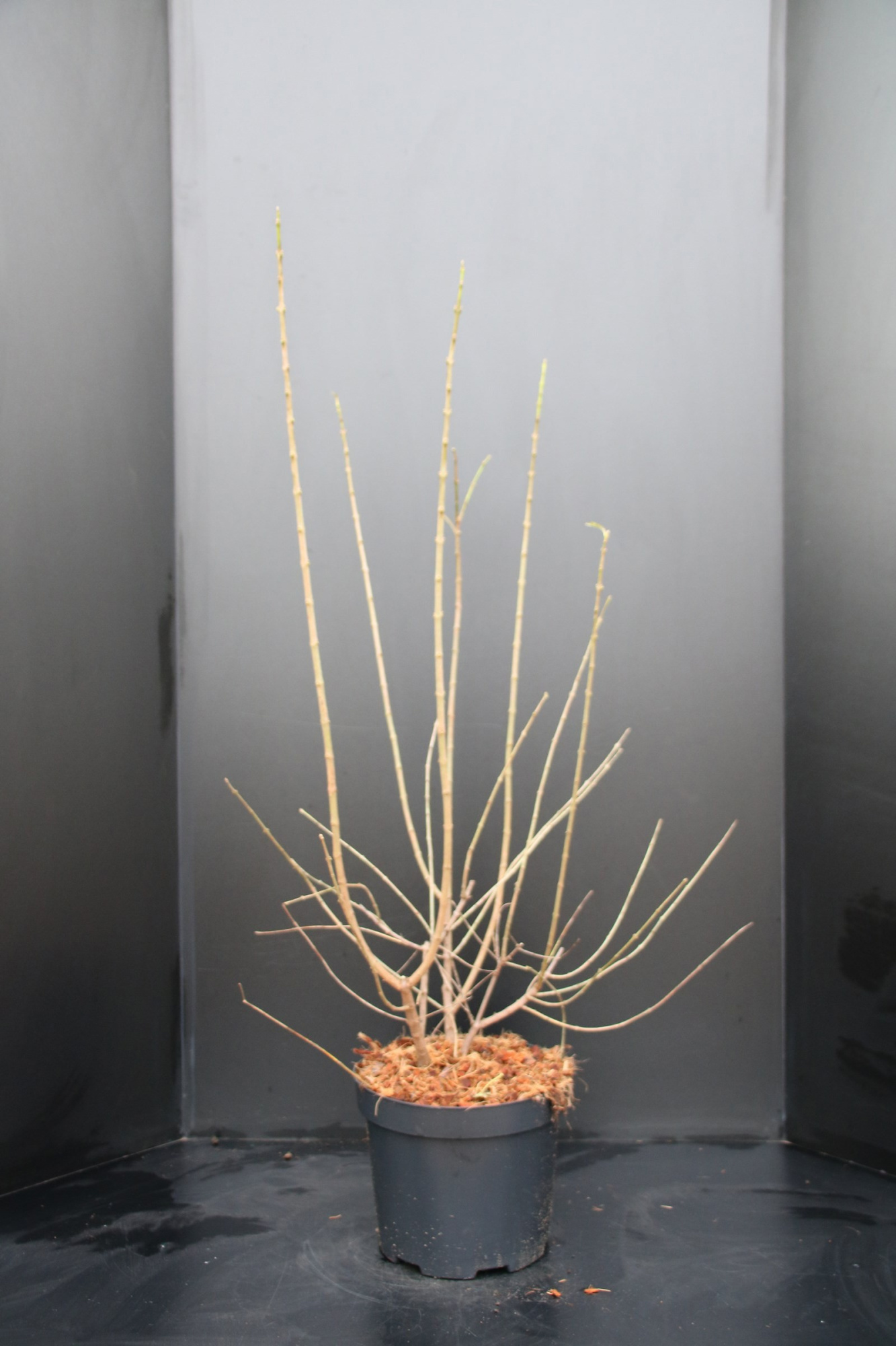 Chimonanthus praecox, D 29