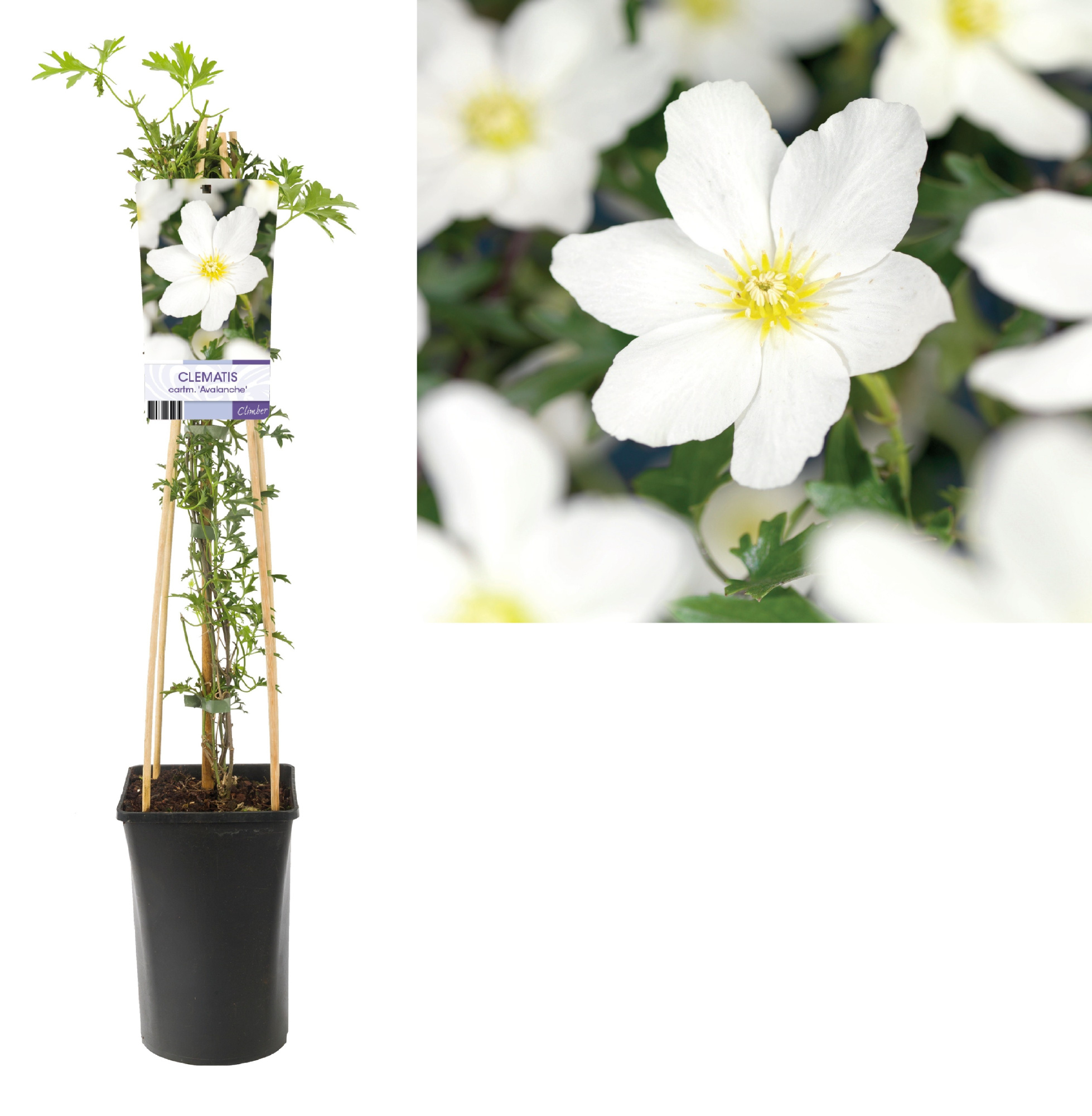 Clematis cartm. Avalanche PBR +light label, D 17