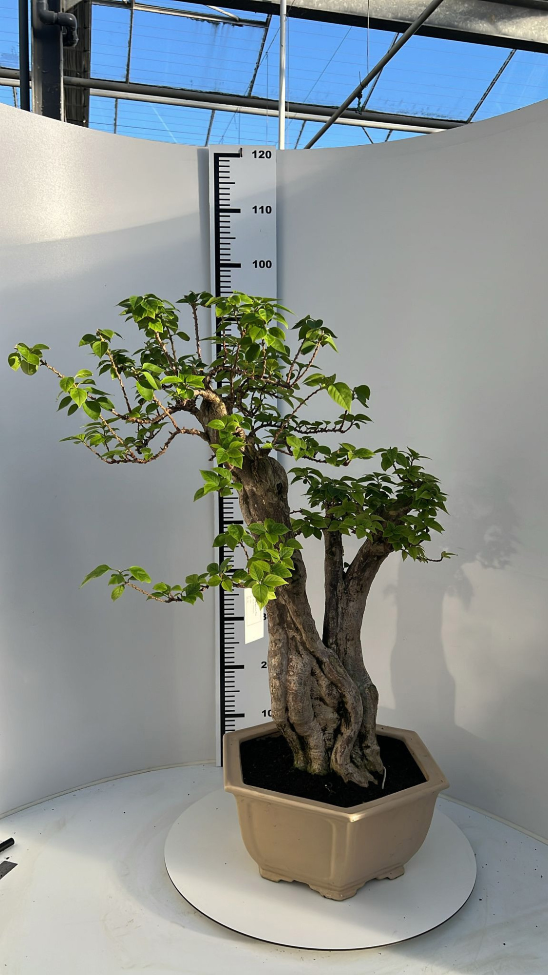 Bougainvillea spectabilis, pot 33cm, height 90cm. (single item), D 33