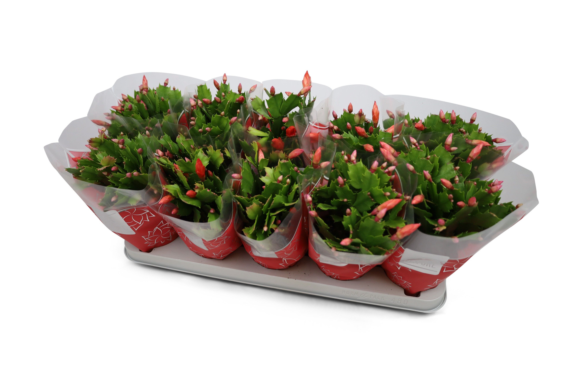 Schlumbergera Flame Red GFN hoes, D 12 cm