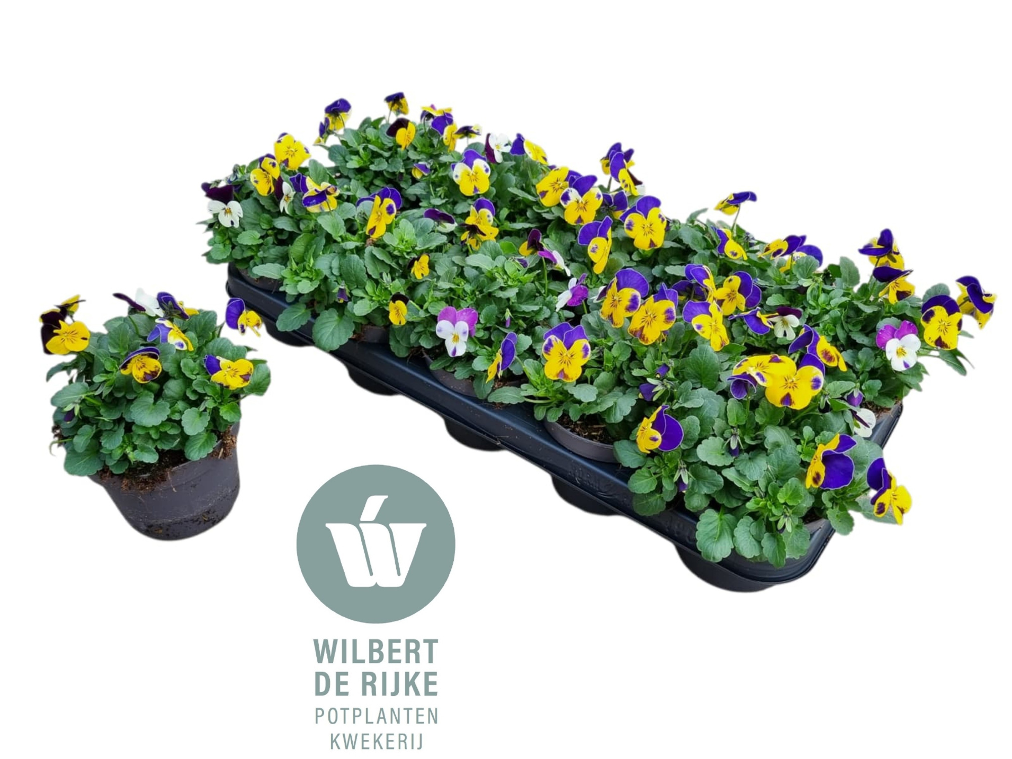 Viola Cornuta Trio Nice (Viool), D 12