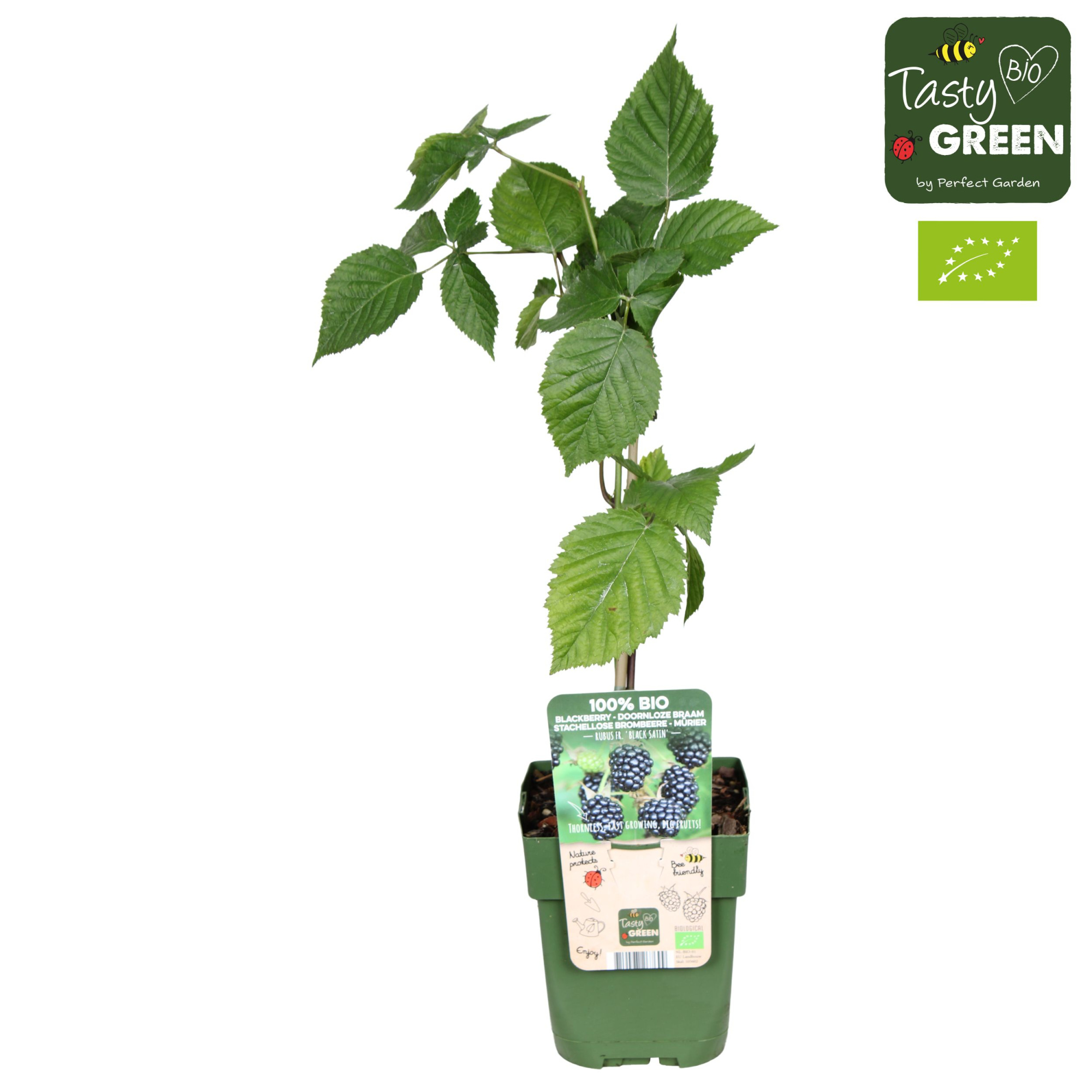 Rubus fruticosus Black Satin Bio P13, D 13 cm