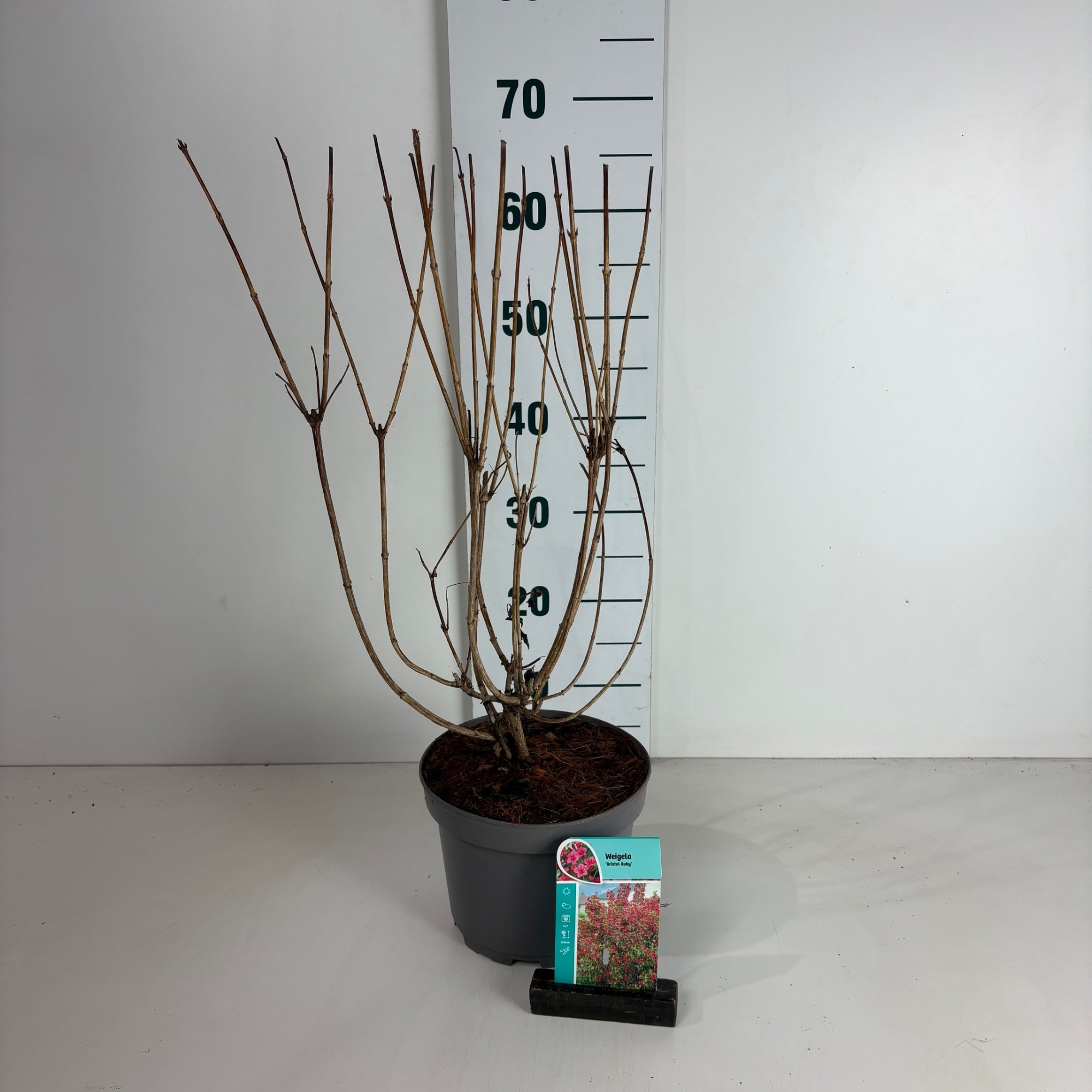 Weigela Bristol Ruby, D 20