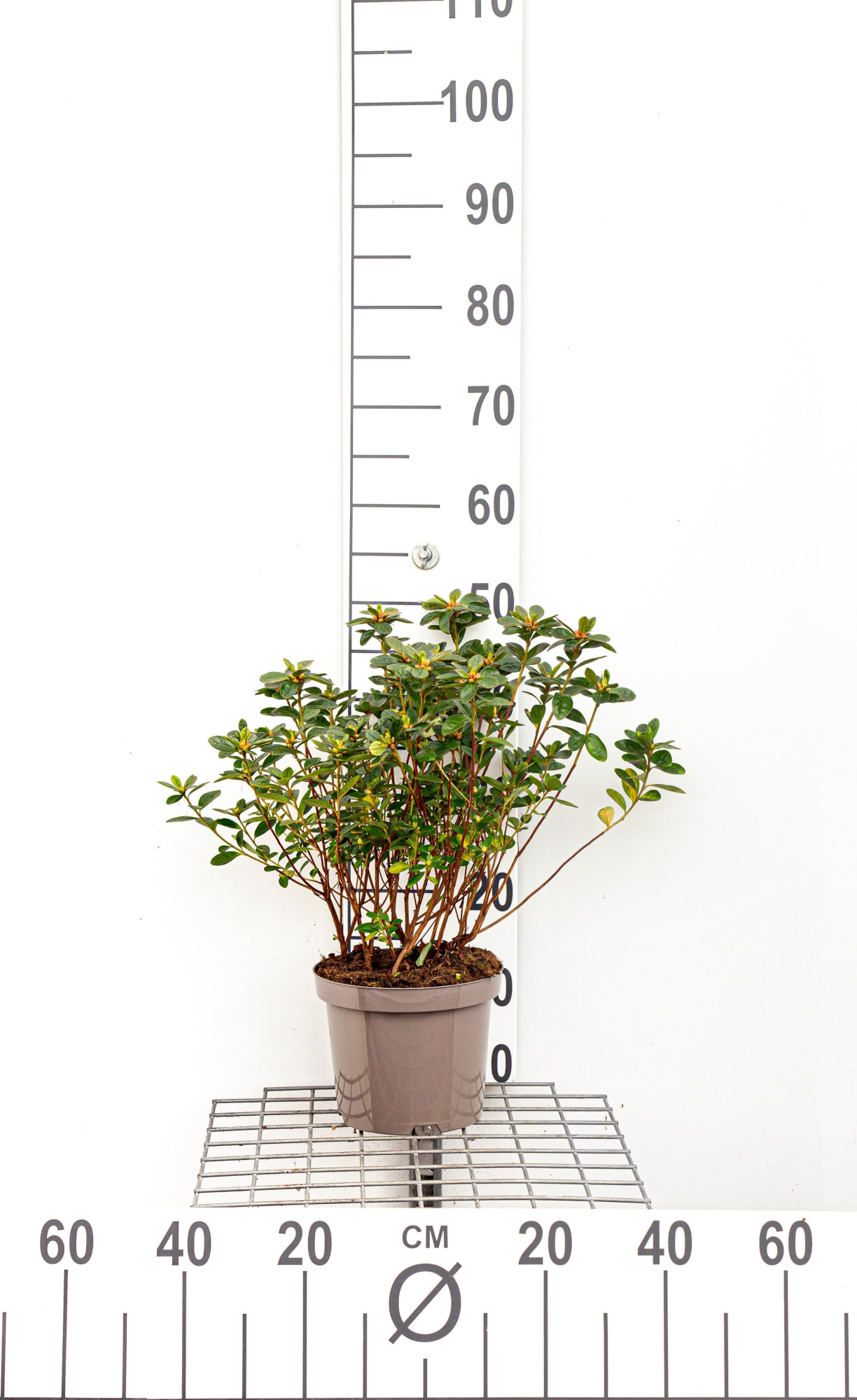 695 LDW : Pot 19 cm Azalea Japonica mix soorten-kleuren, D 19 cm