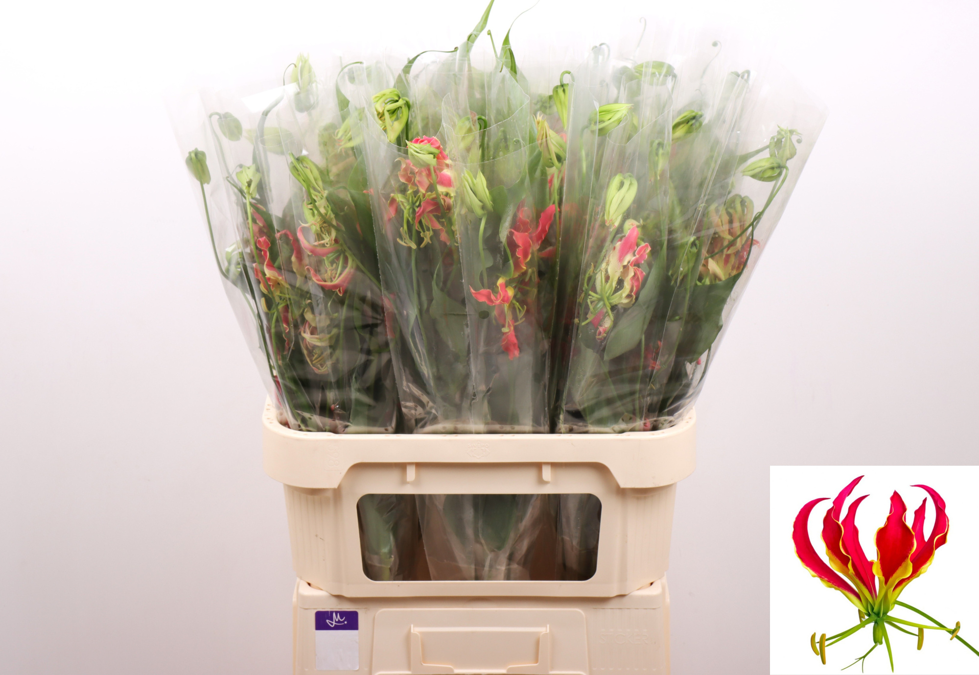 Глориоза Фифти Шейдс 80, шт.