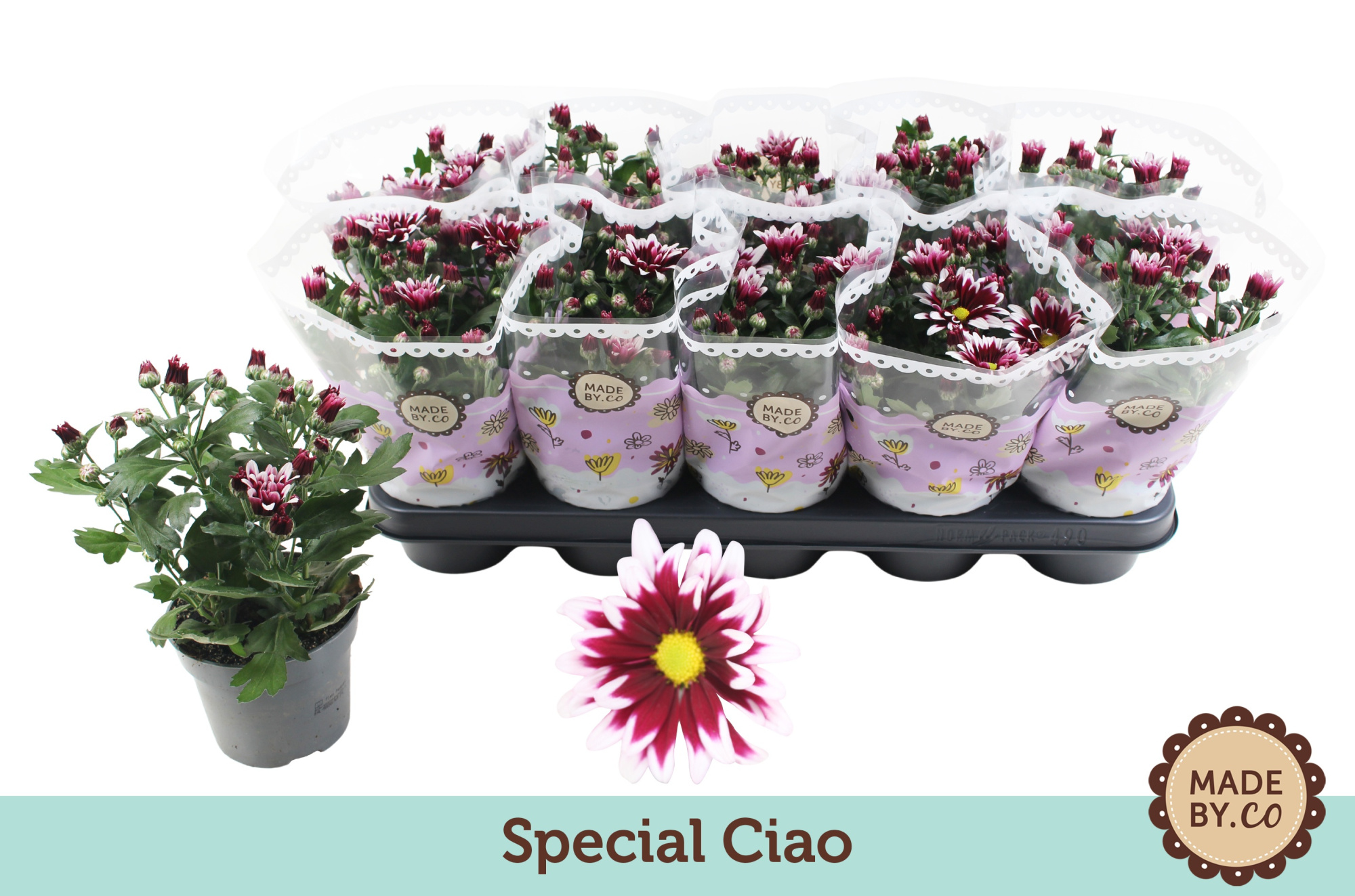 Chrysant Special Ciao, D 12 cm