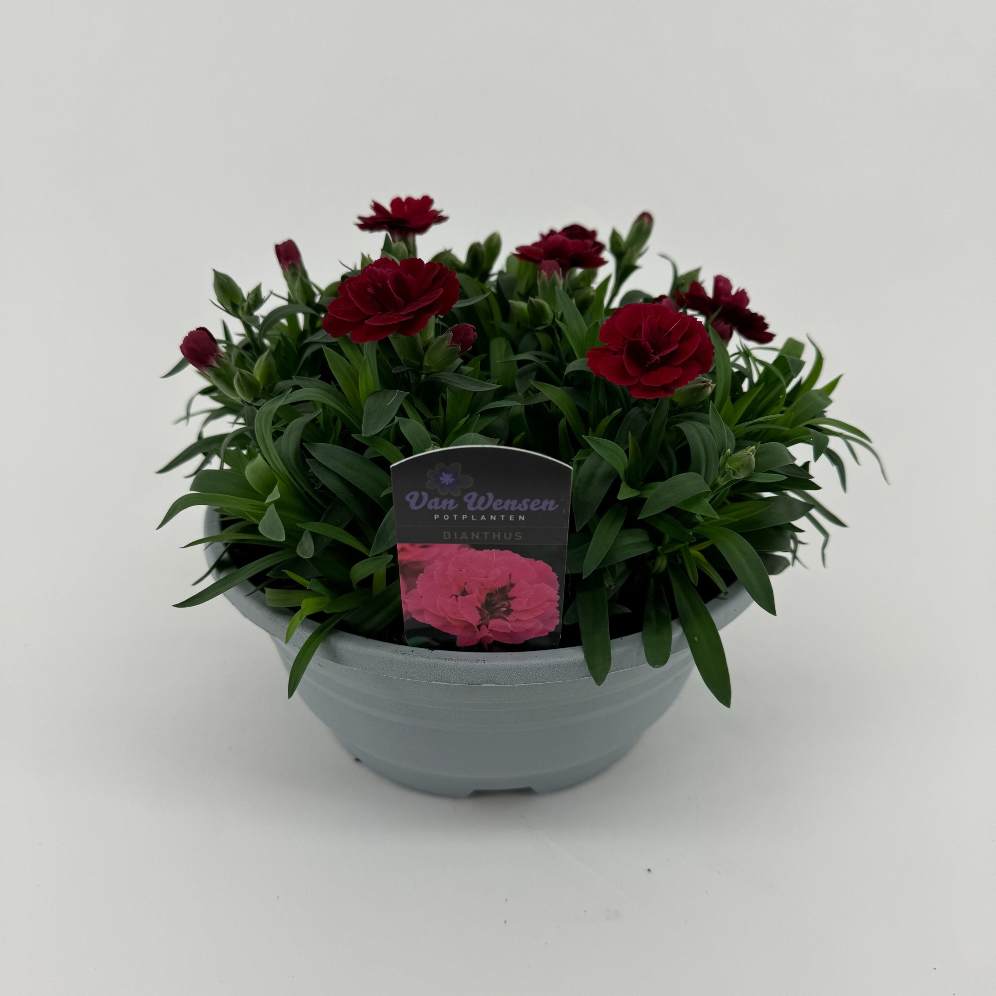 Dianthus 'Oscar' Cherry, D 21