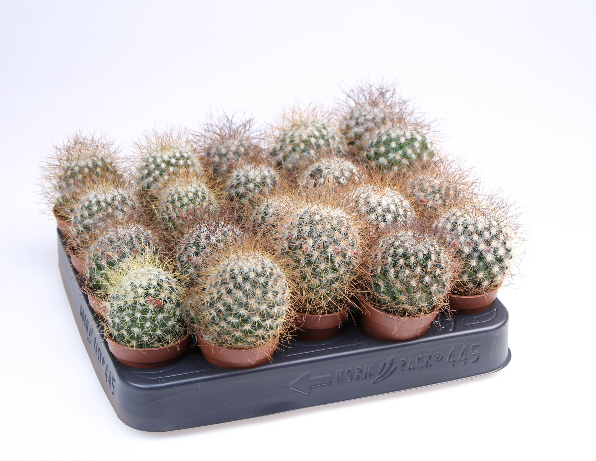 Mammilaris Lepthocanthis, D 5,5