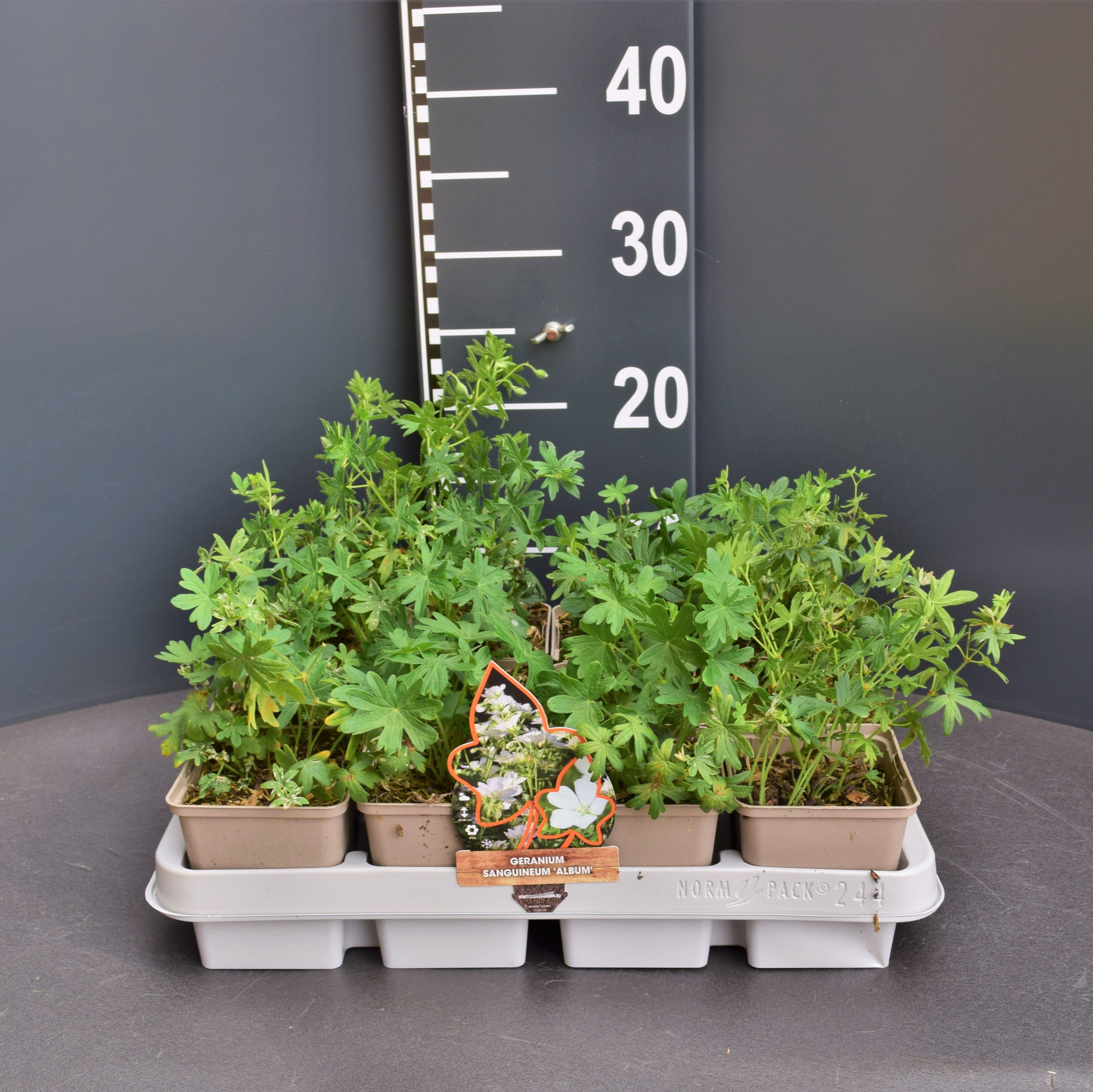 Geranium Sanguineum "Album", D 9 cm