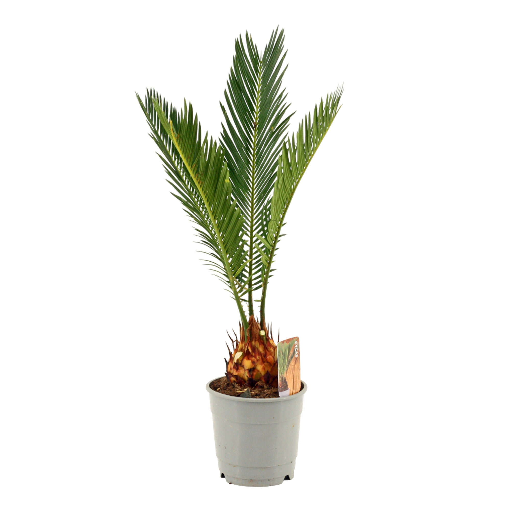 Cycas Revoluta 12 cm Slag A1 , 3+ veren, D 12
