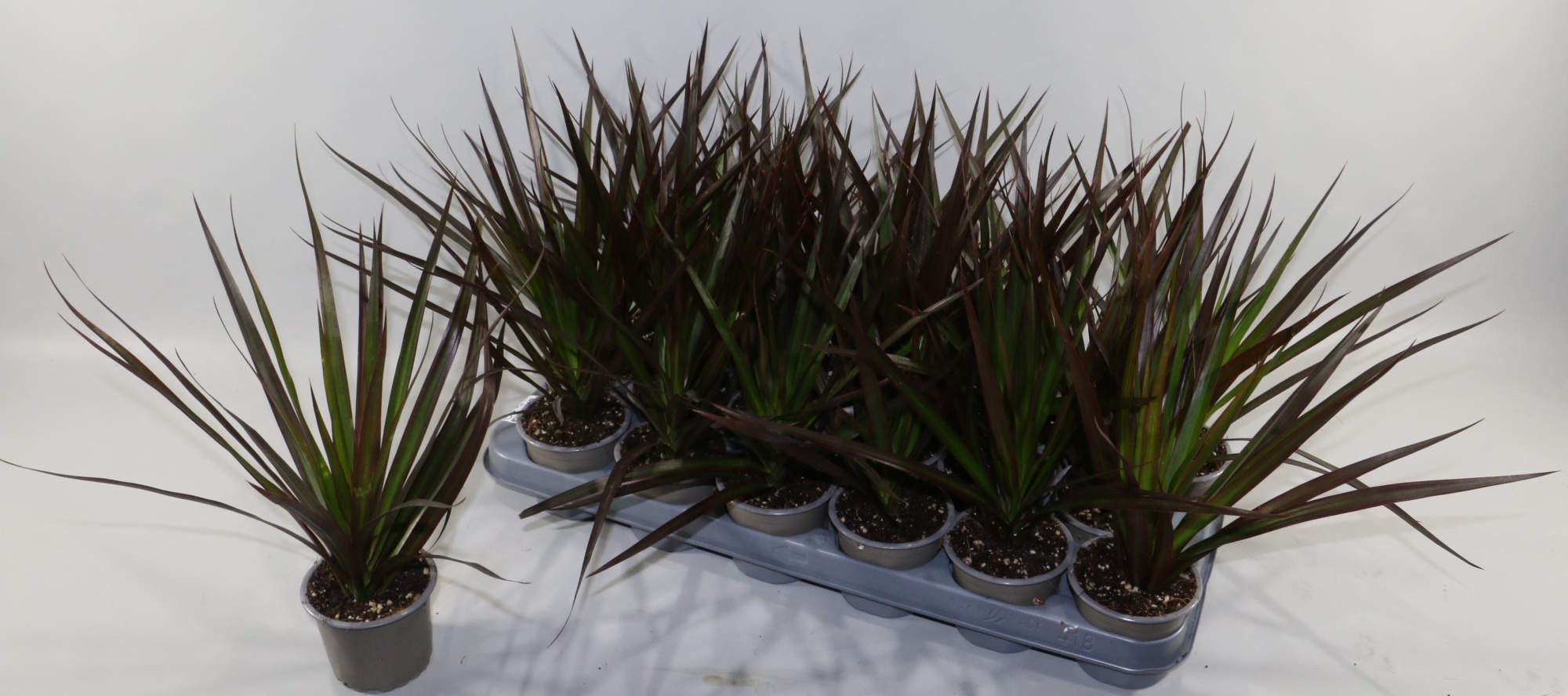 Dracaena Magenta, D 9