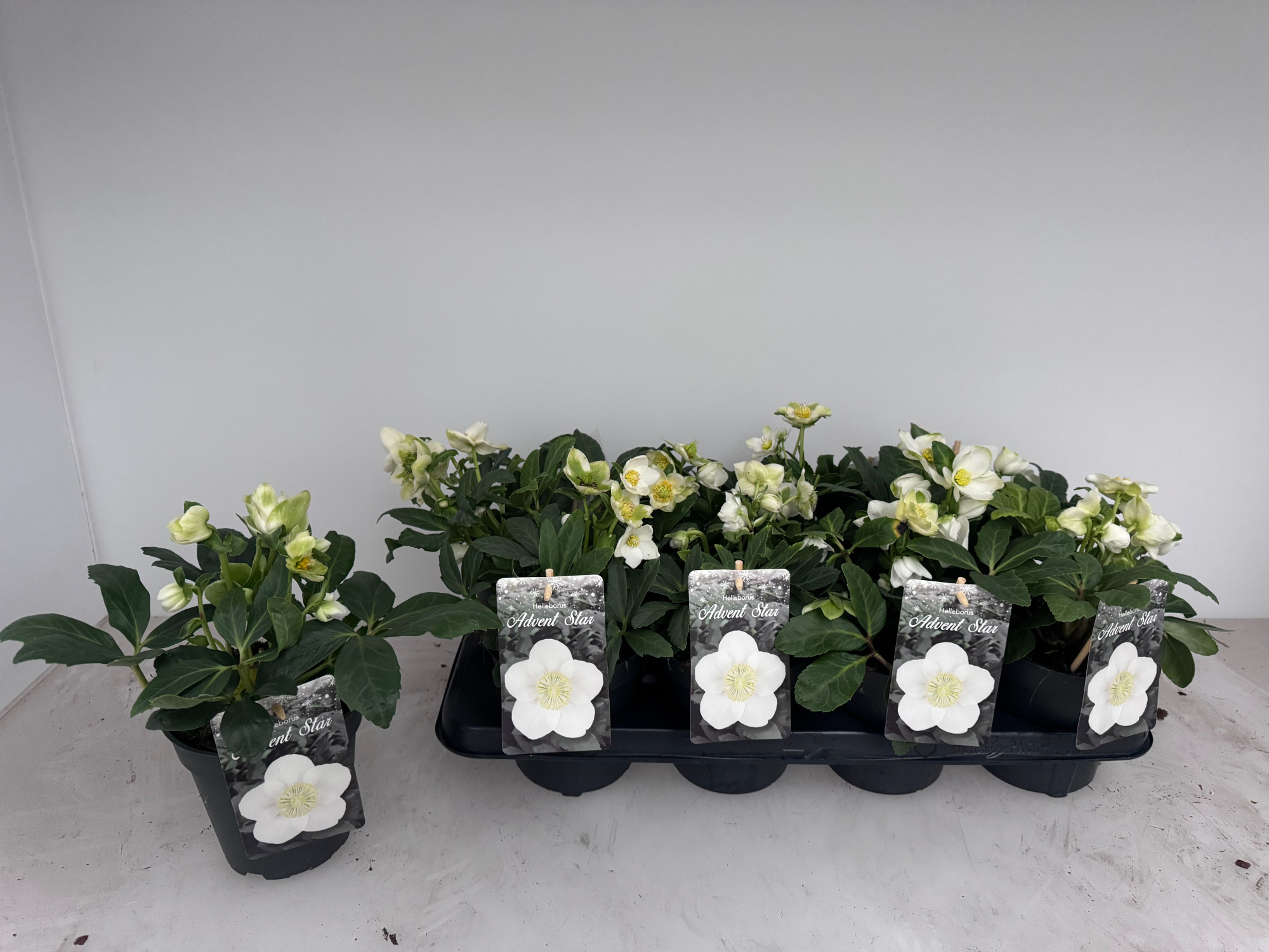 Helleborus Niger 'Advent Star', D 13 cm