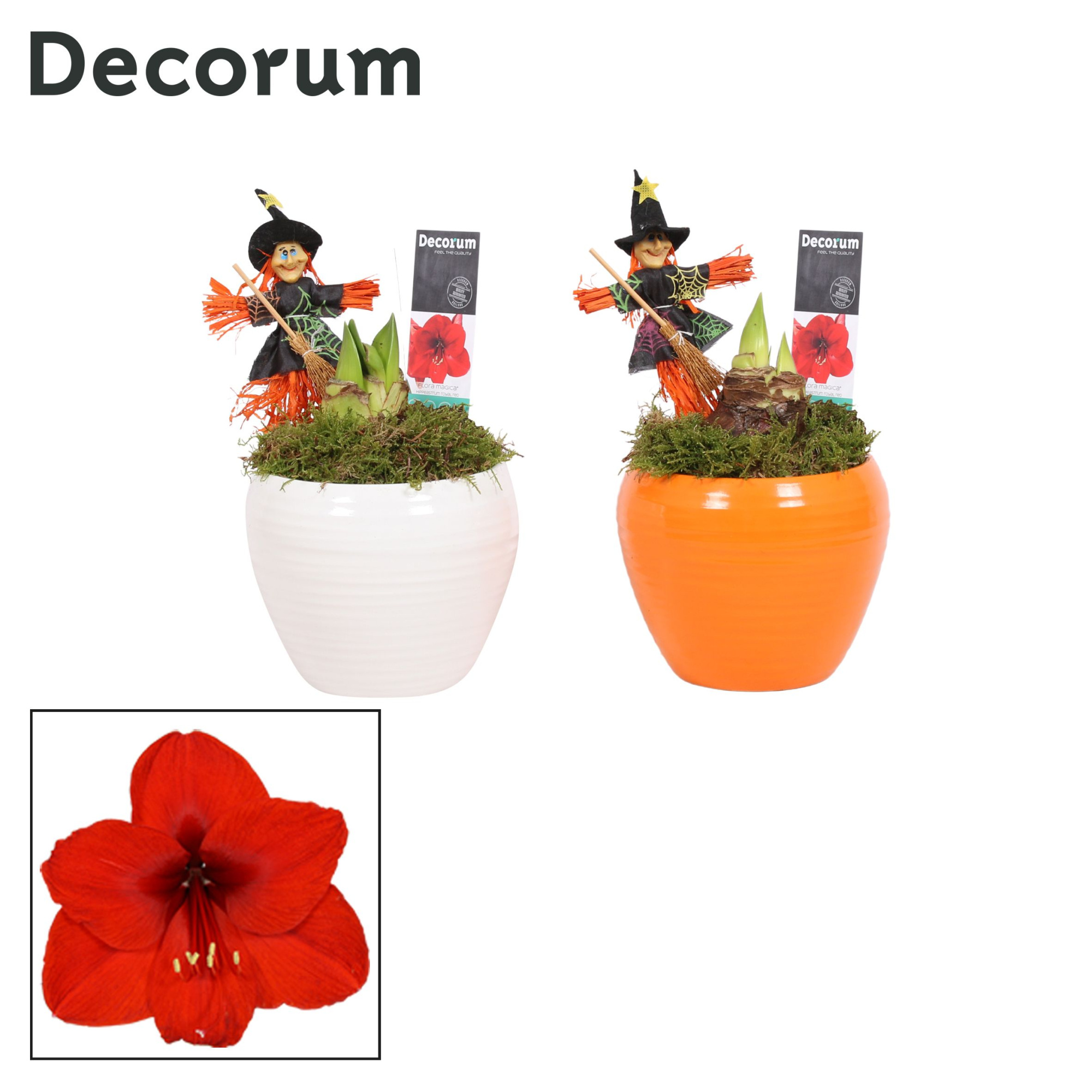 Amaryllis Rood 2 Knop in Melanie HALLOWEEN (Decorum), D 12 cm
