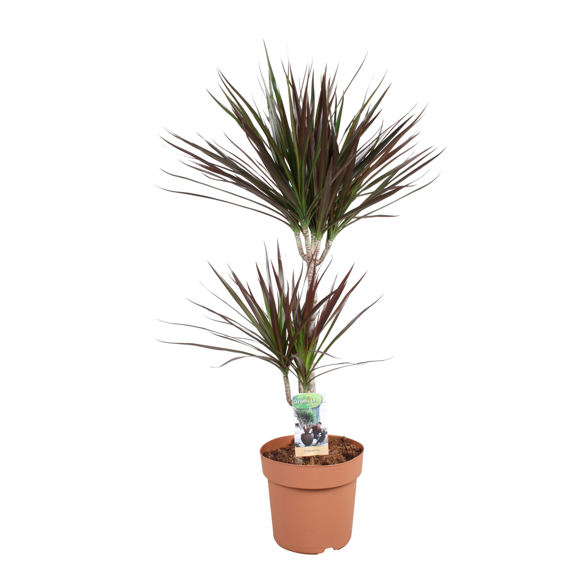 Dracaena Magenta 45-15, D 21
