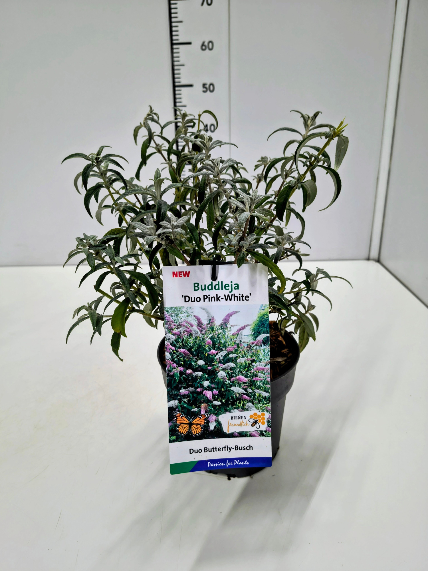 Buddleja dav. Duo Rose-Wit 25-30C2, D 17 cm