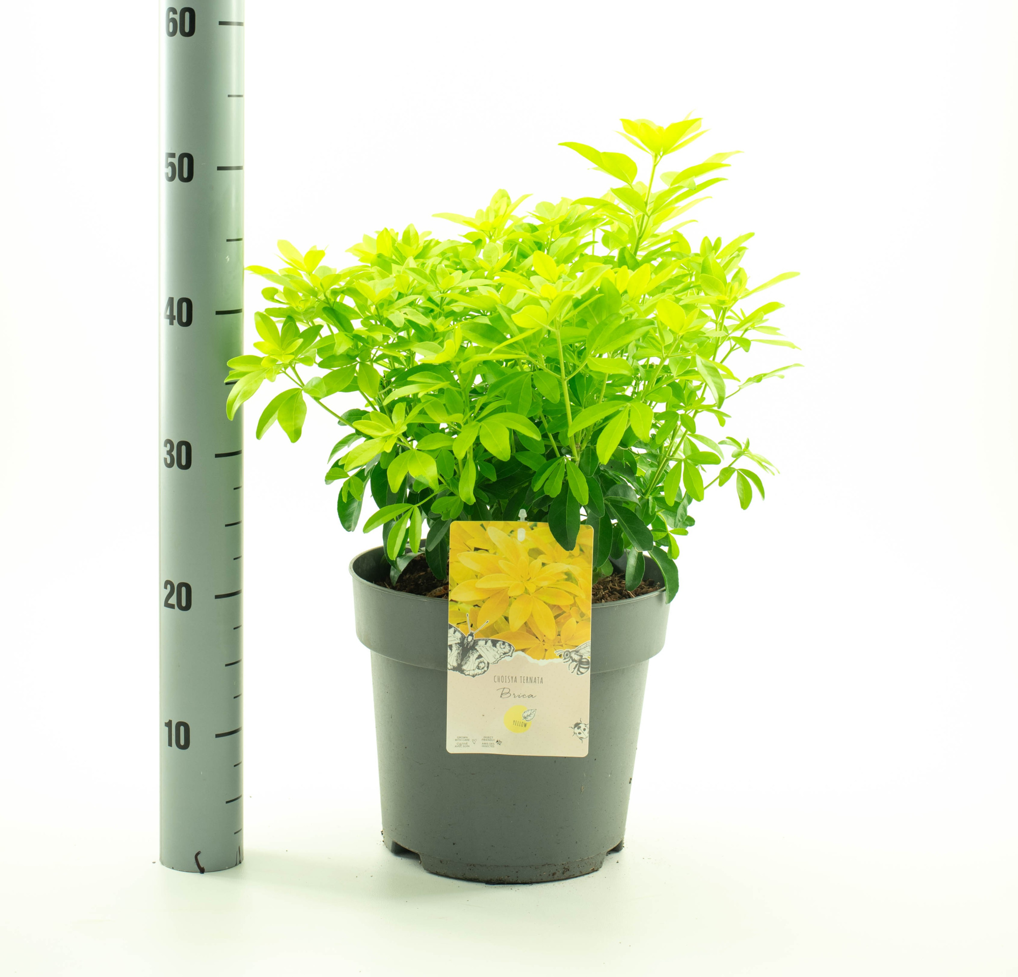 Choisya ternata 'Brica', D 26 cm