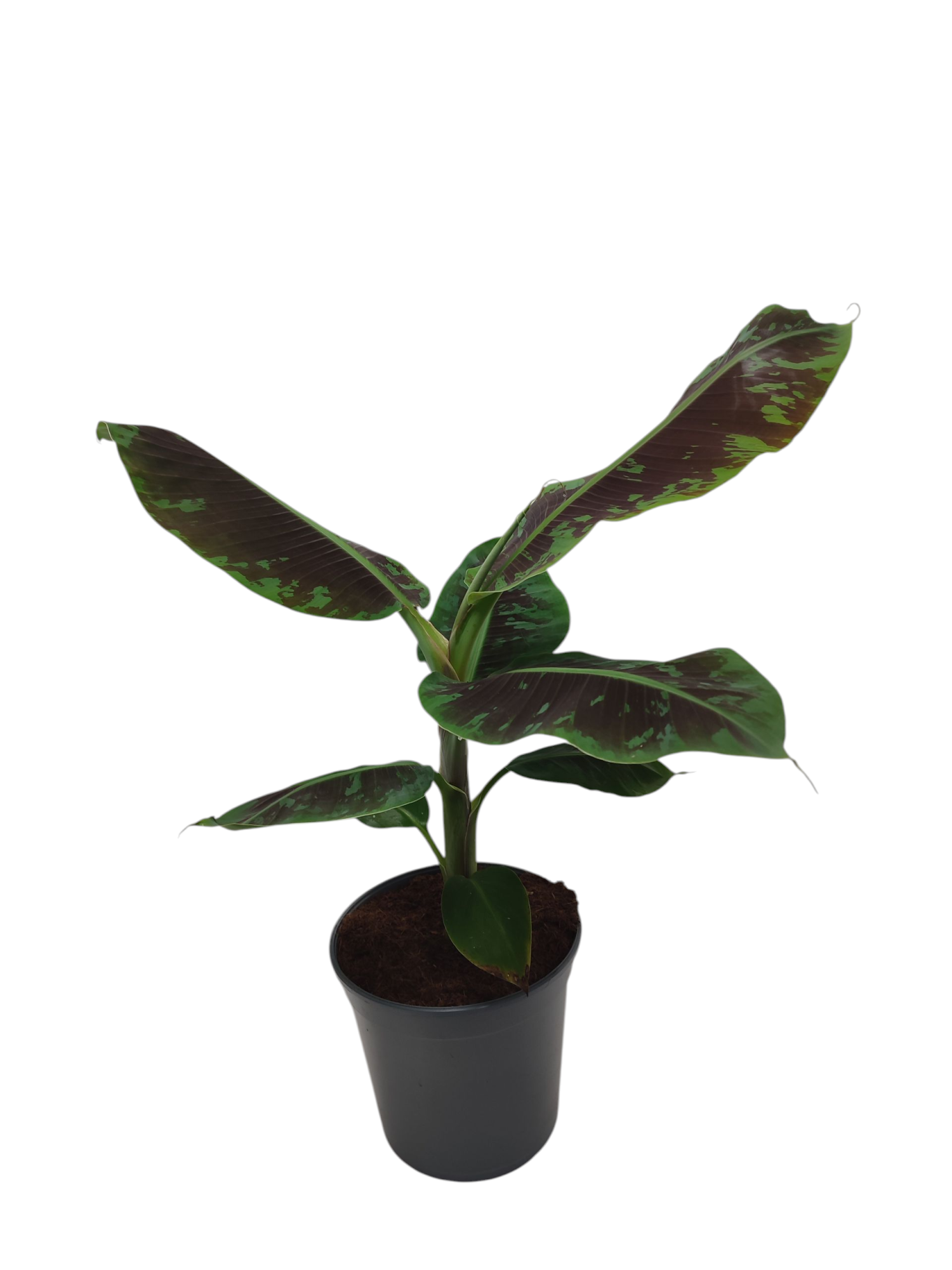 Musa Dwarf Cavendish, D 21 cm