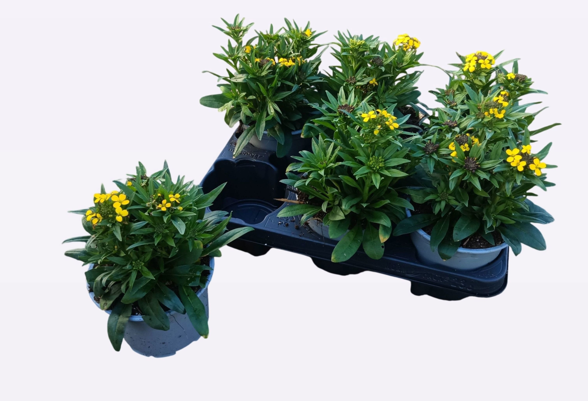 Erysum geel 13cm, D 13