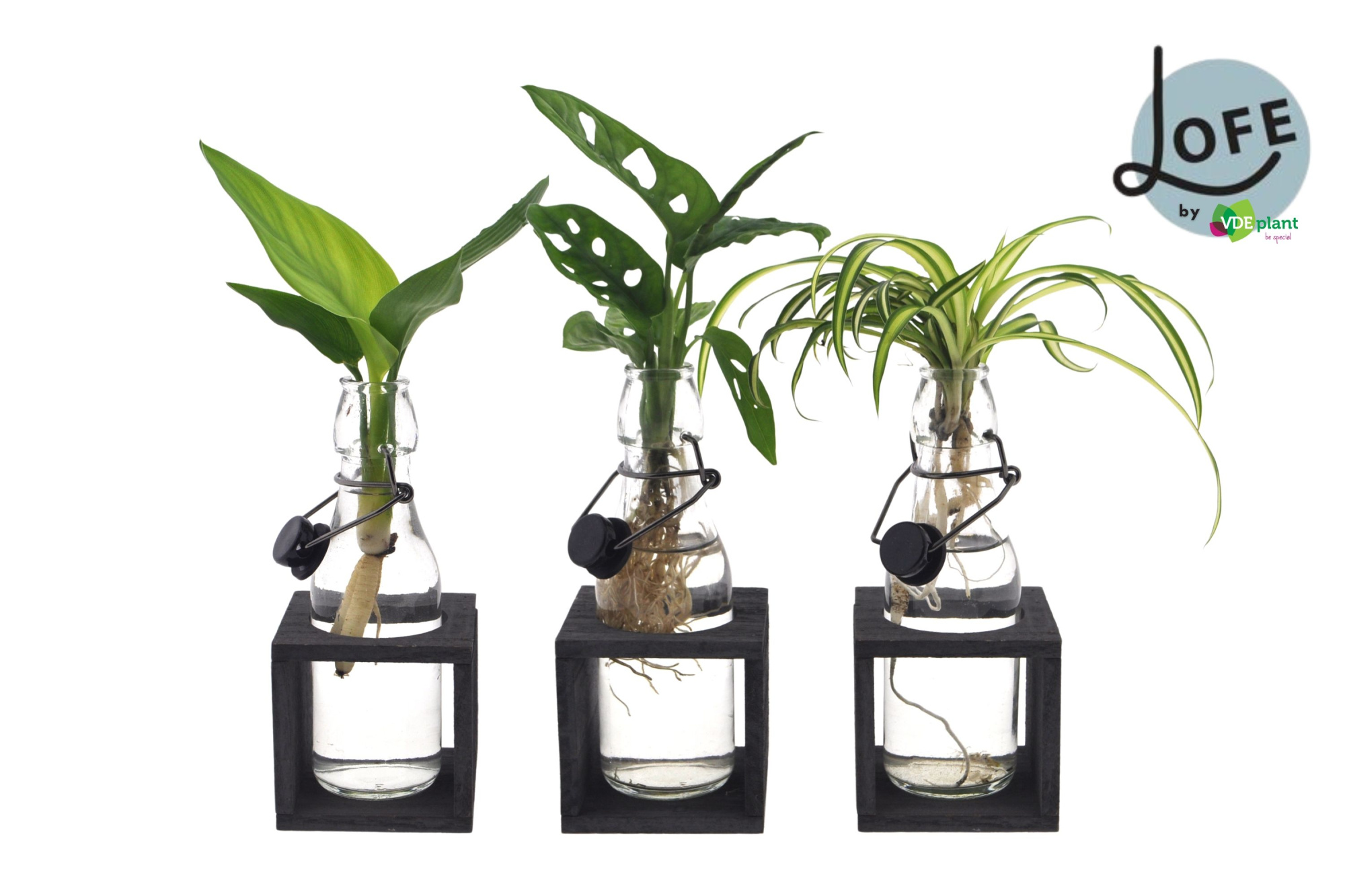 LOFE | Intenz mix in Ann glas (zwart dop) + hout grijs high, D 12 cm