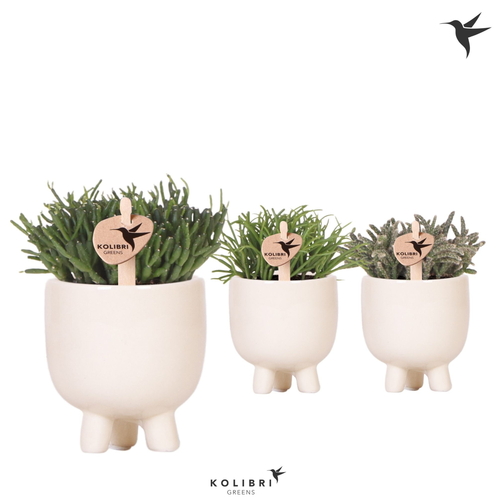 Kolibri Greens Rhipsalis mix in Gummy pot travertine, D 6 cm