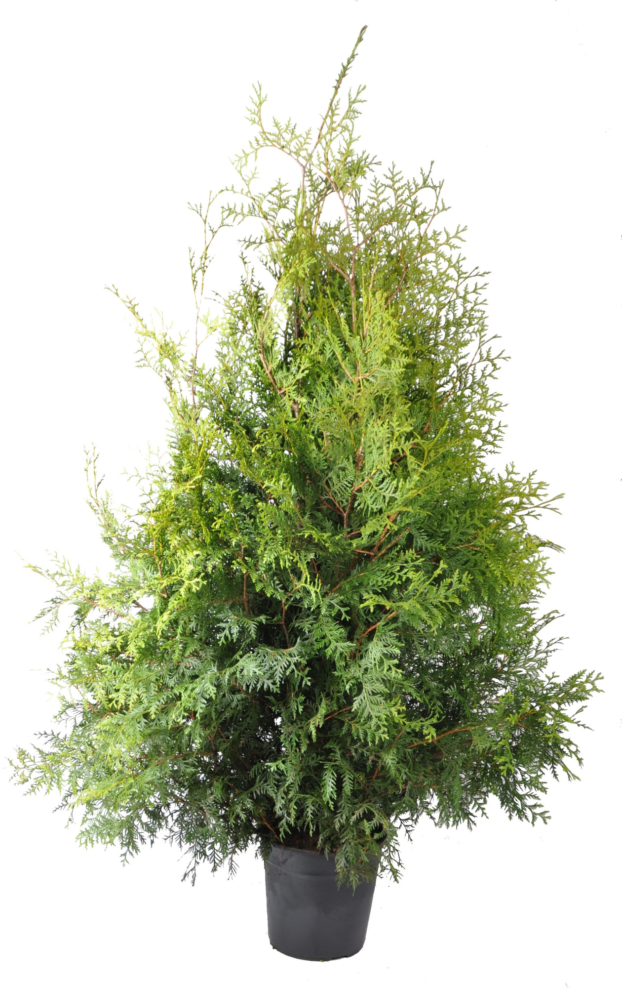 Thuja occ. Brabant, plantmaat 120-140 cm - Rondgestoken -, D 27