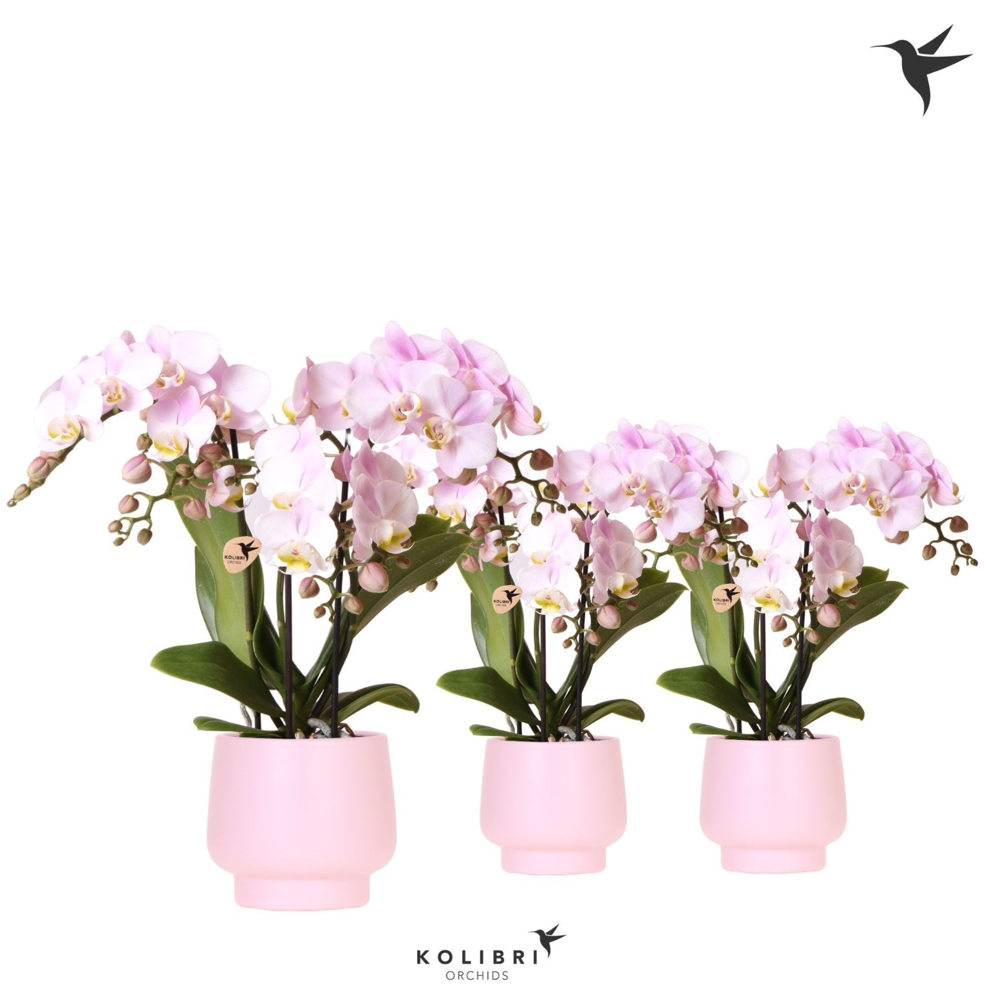 Kolibri Orchids Phalaenopsis pink 3 spike in Scandic pot pink, D 9
