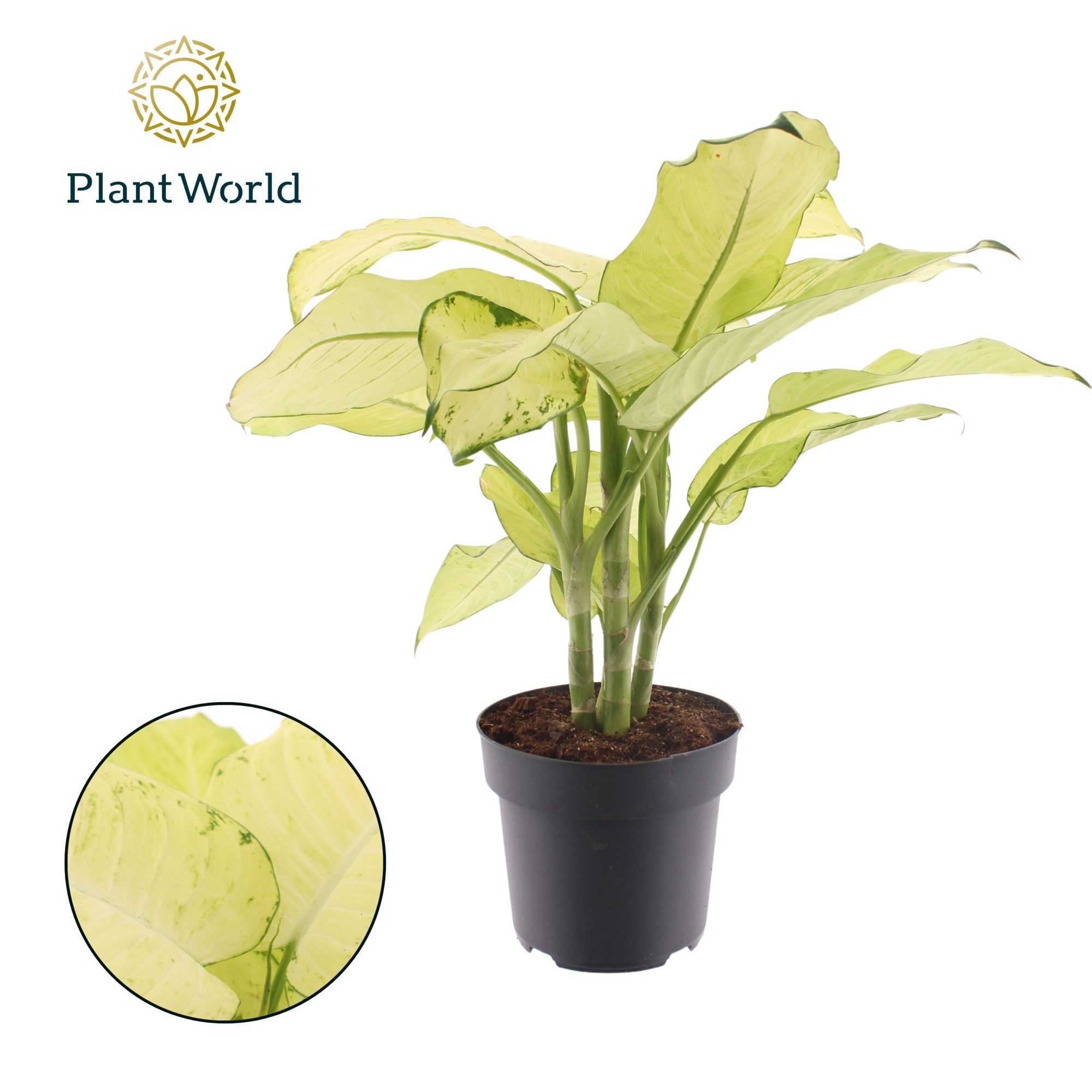 Dieffenbachia Pho Thong P21, D 21 cm