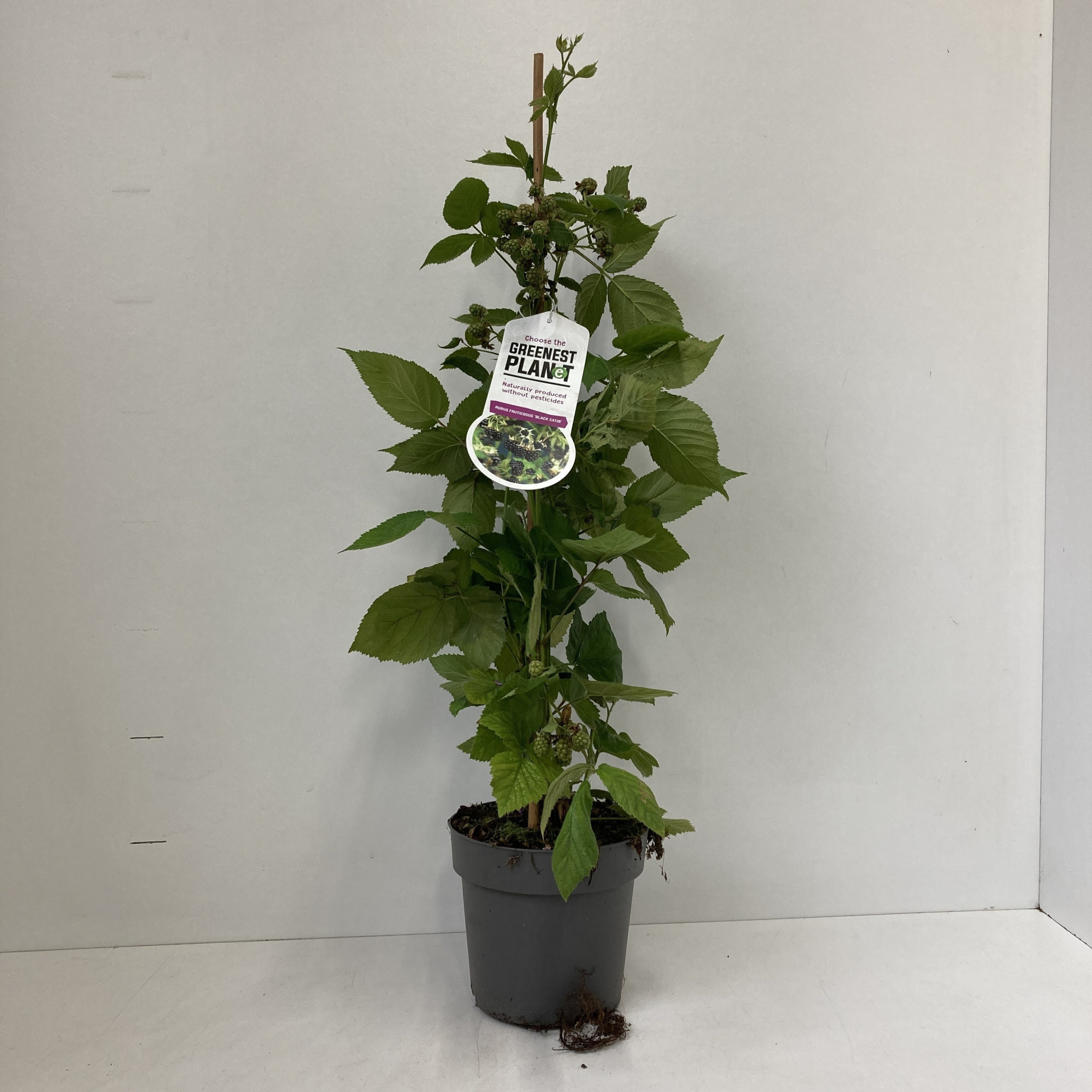 Rubus fruticosus 'Black Satin' - gestokt, D 17 cm