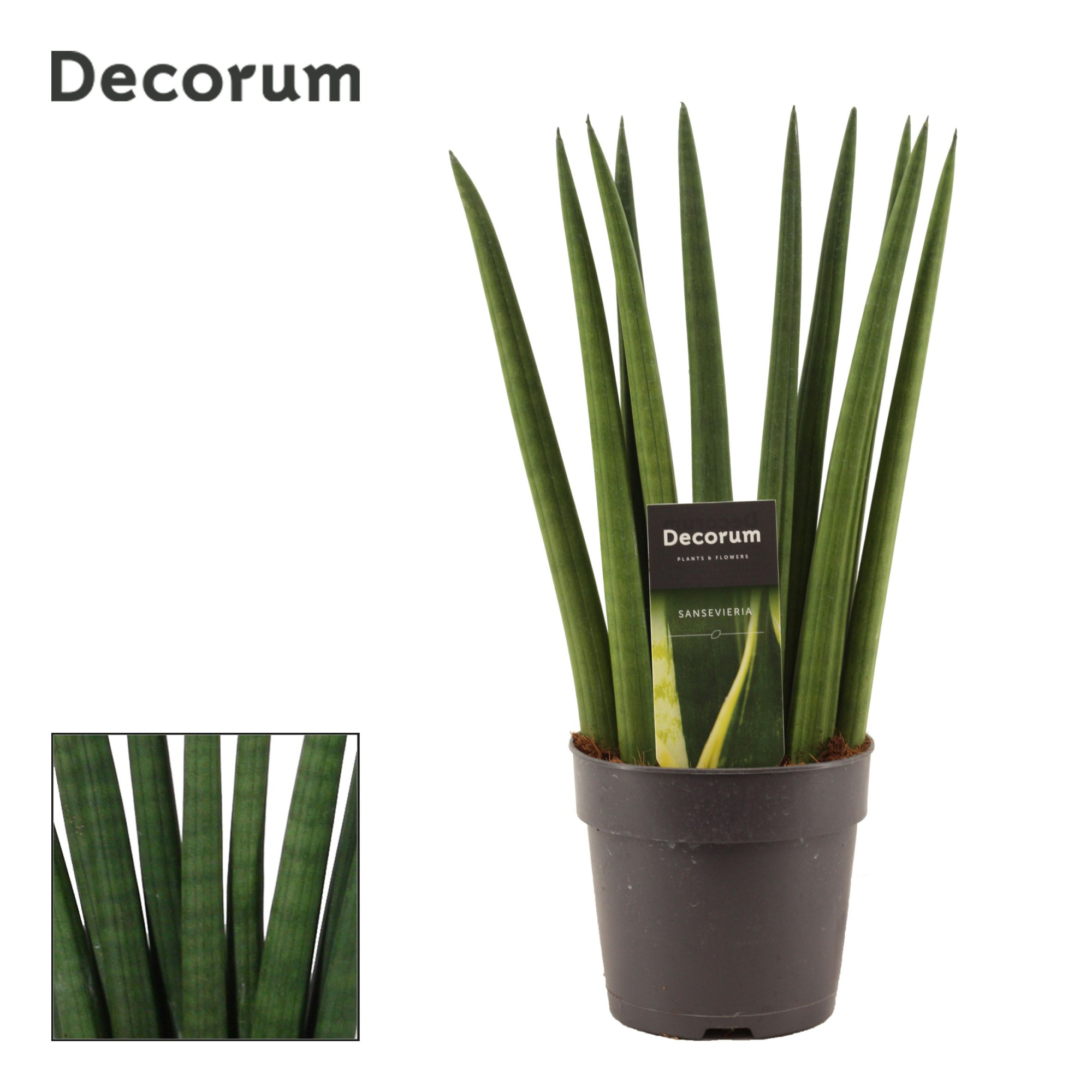 Sansevieria Cylindrica 12 cm Fan (Decorum), D 12