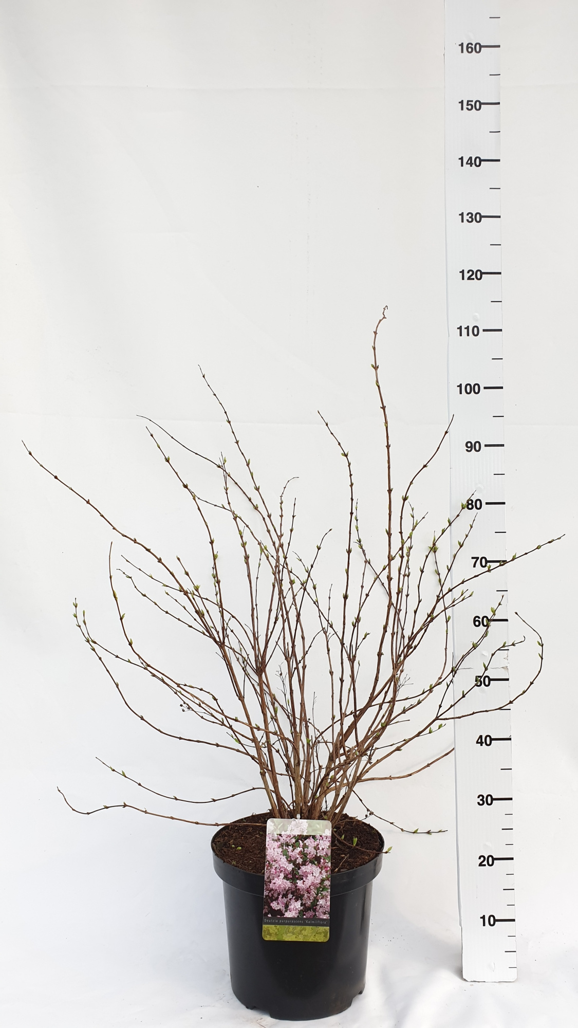 Deutzia purpurascens 'Kalmiiflora', D 30