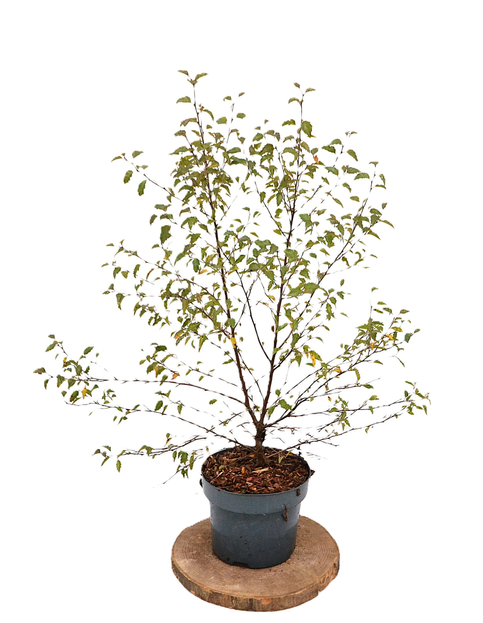 Betula Fuzzy Feathers 50-60 C3, D 19