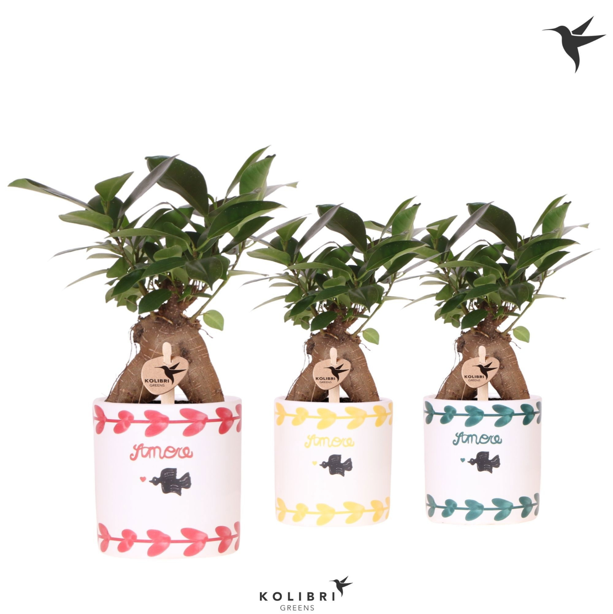 Kolibri Greens Ficus Ginseng Retusa in Amore pot mix, D 9 cm