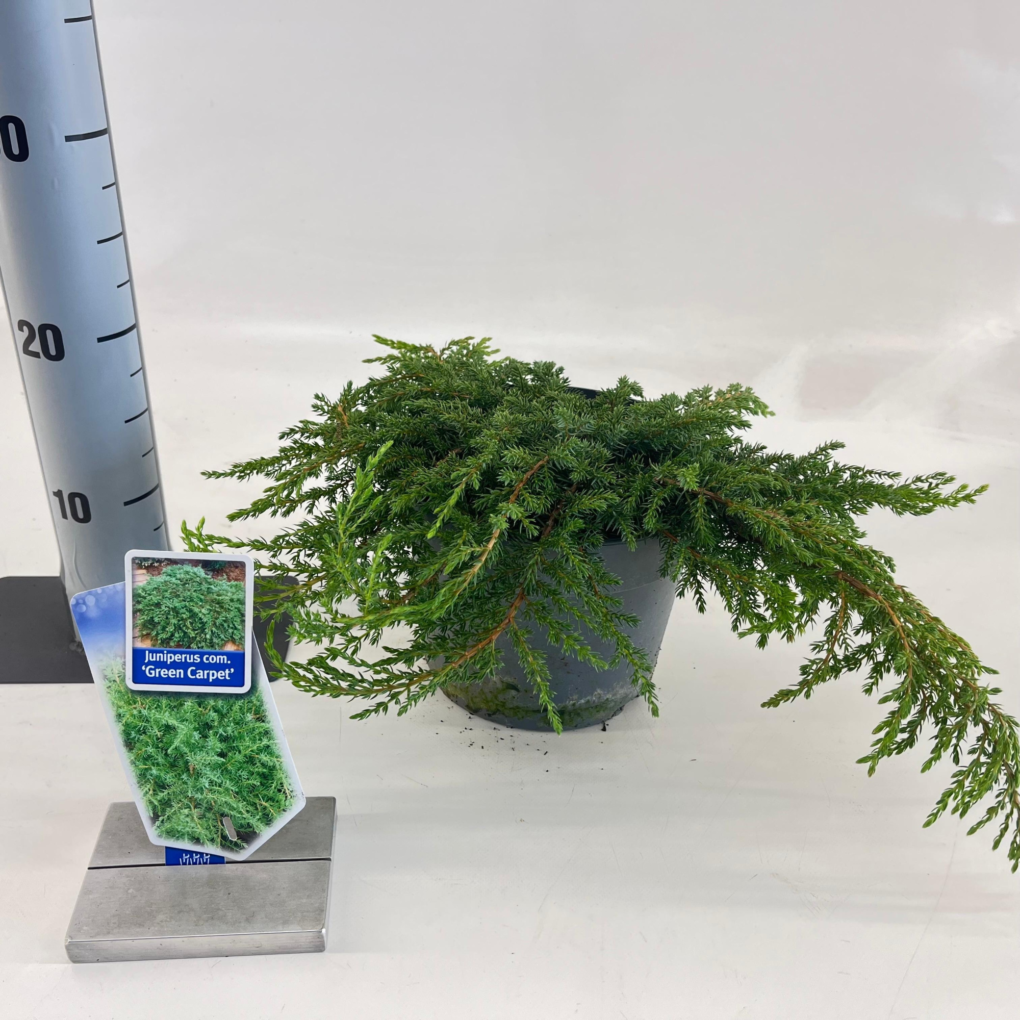 Juniperus comm. ‘Green Carpet’, D 19