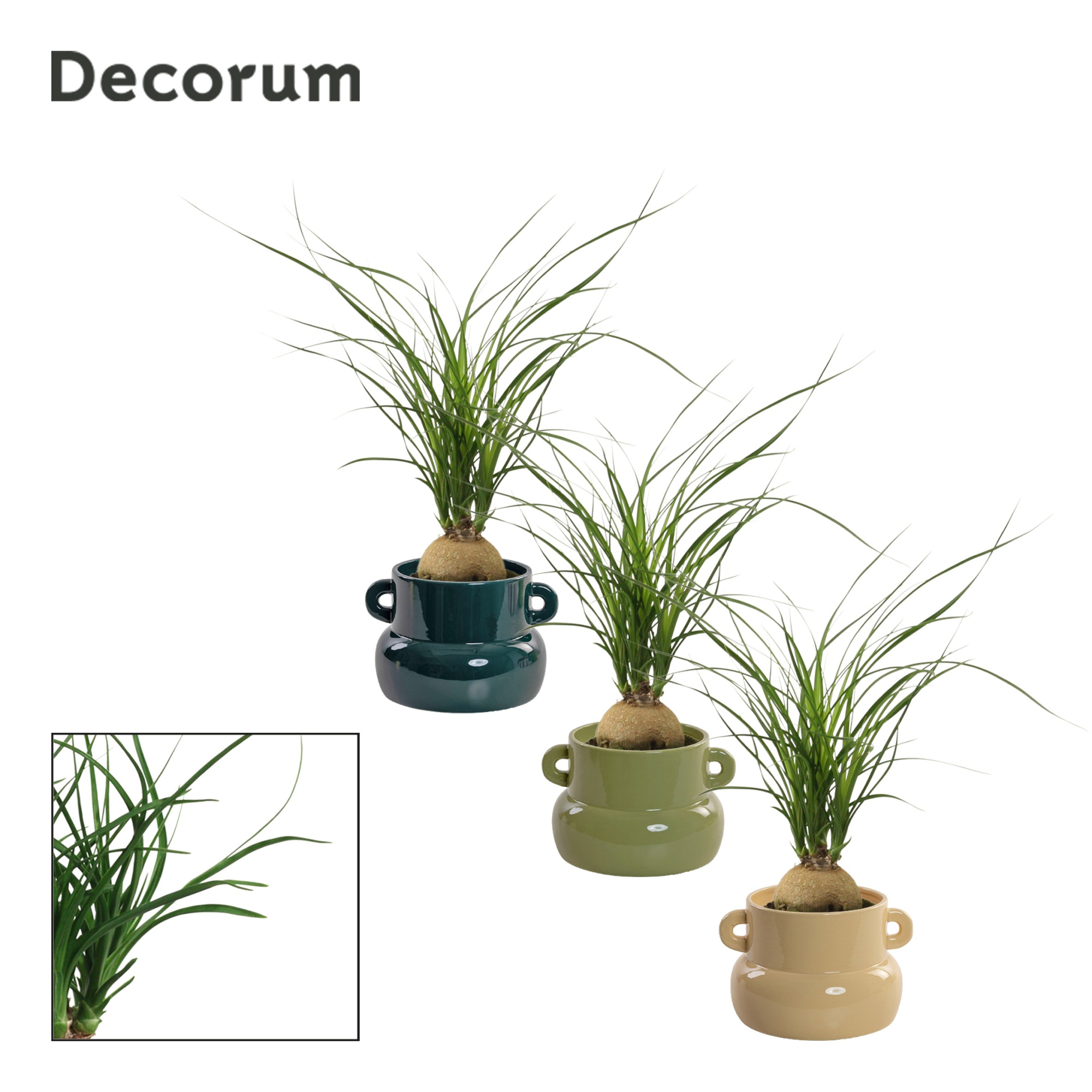 Beaucarnea Bol 9 cm in Lucy (Top blend-collection), D 9