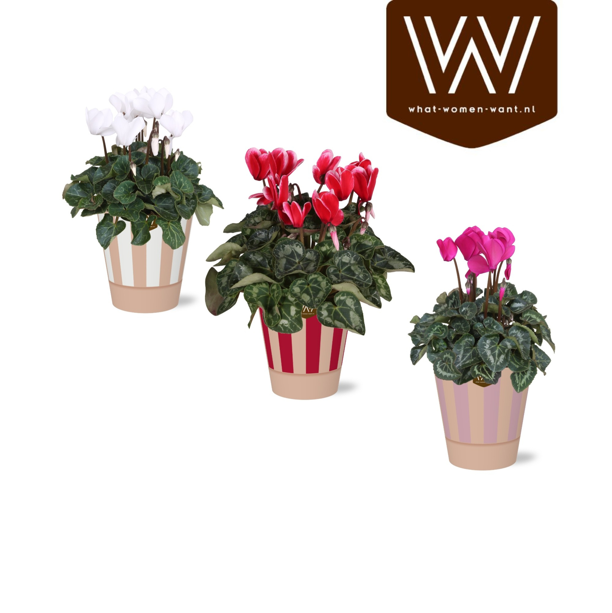Collectie 'Sympathetic Moods' Cyclamen in Smartcup Naemi stripe, D 12