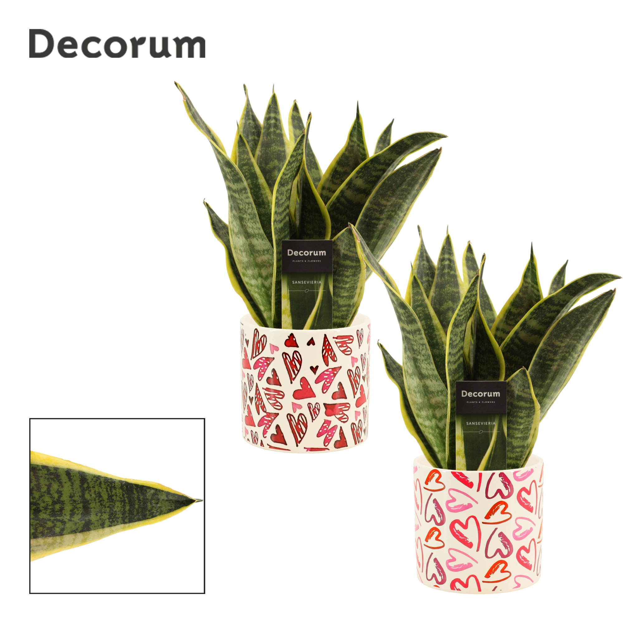 Sansevieria Superba 12 cm in Julia (Deco-collection), D 12