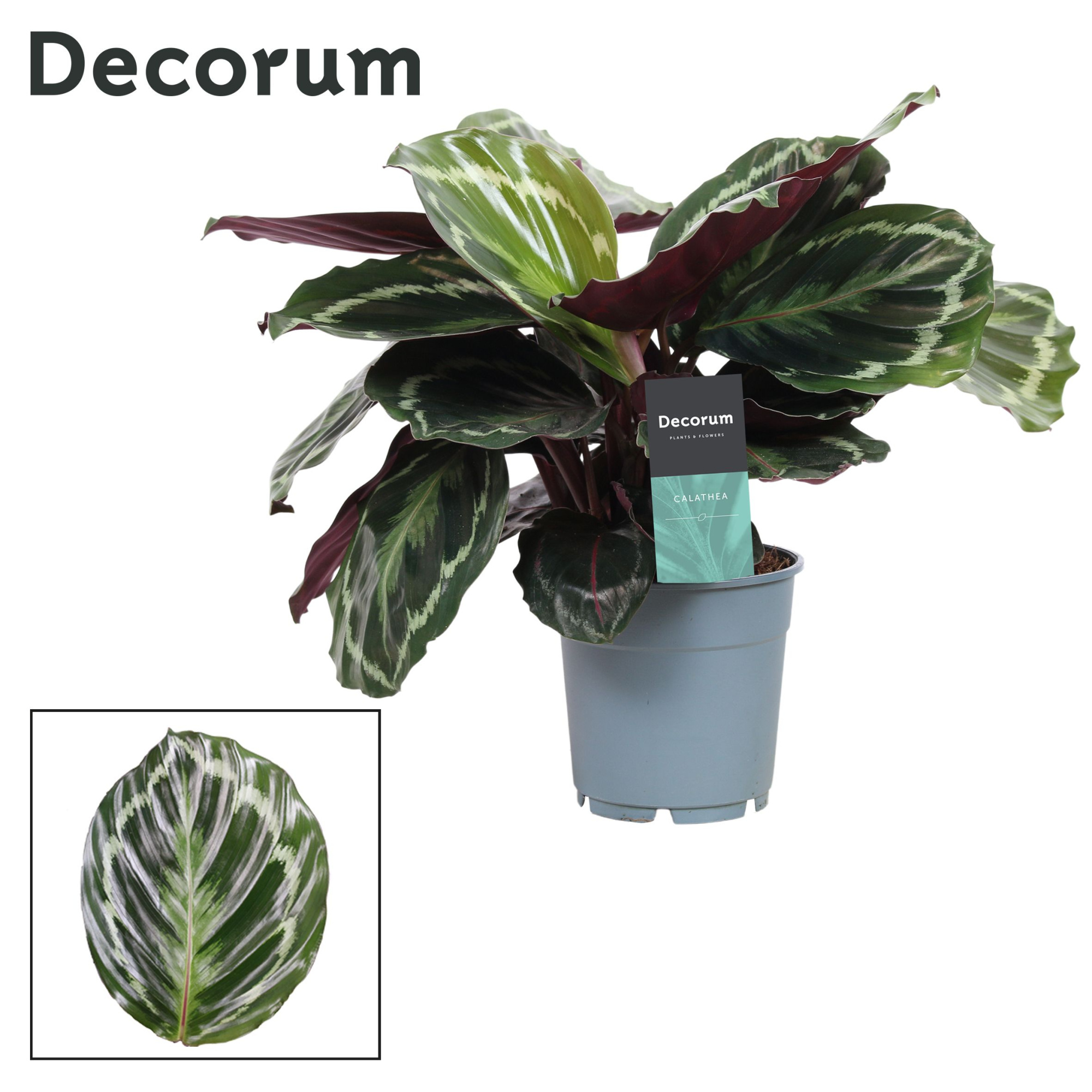 Calathea Medaillon (Decorum), D 12 cm