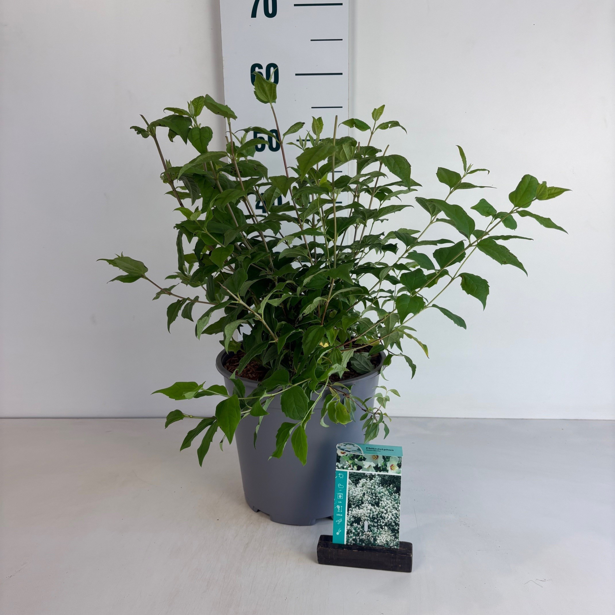 Philadelphus 'Belle Etoile', D 24 cm