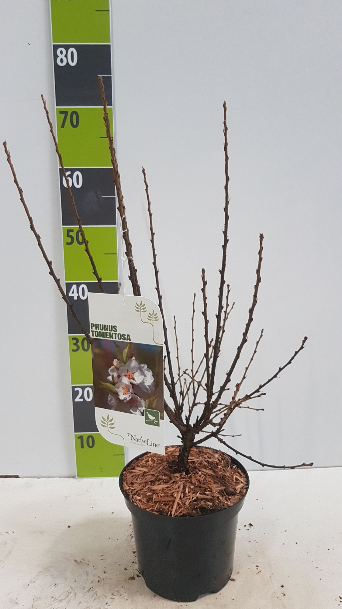 Prunus tomentosa C 3, D 19