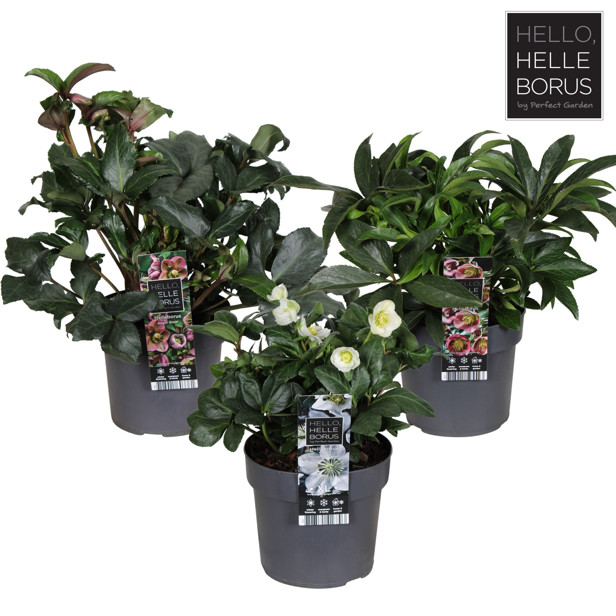 Helleborus mix laag P19, D 19 cm