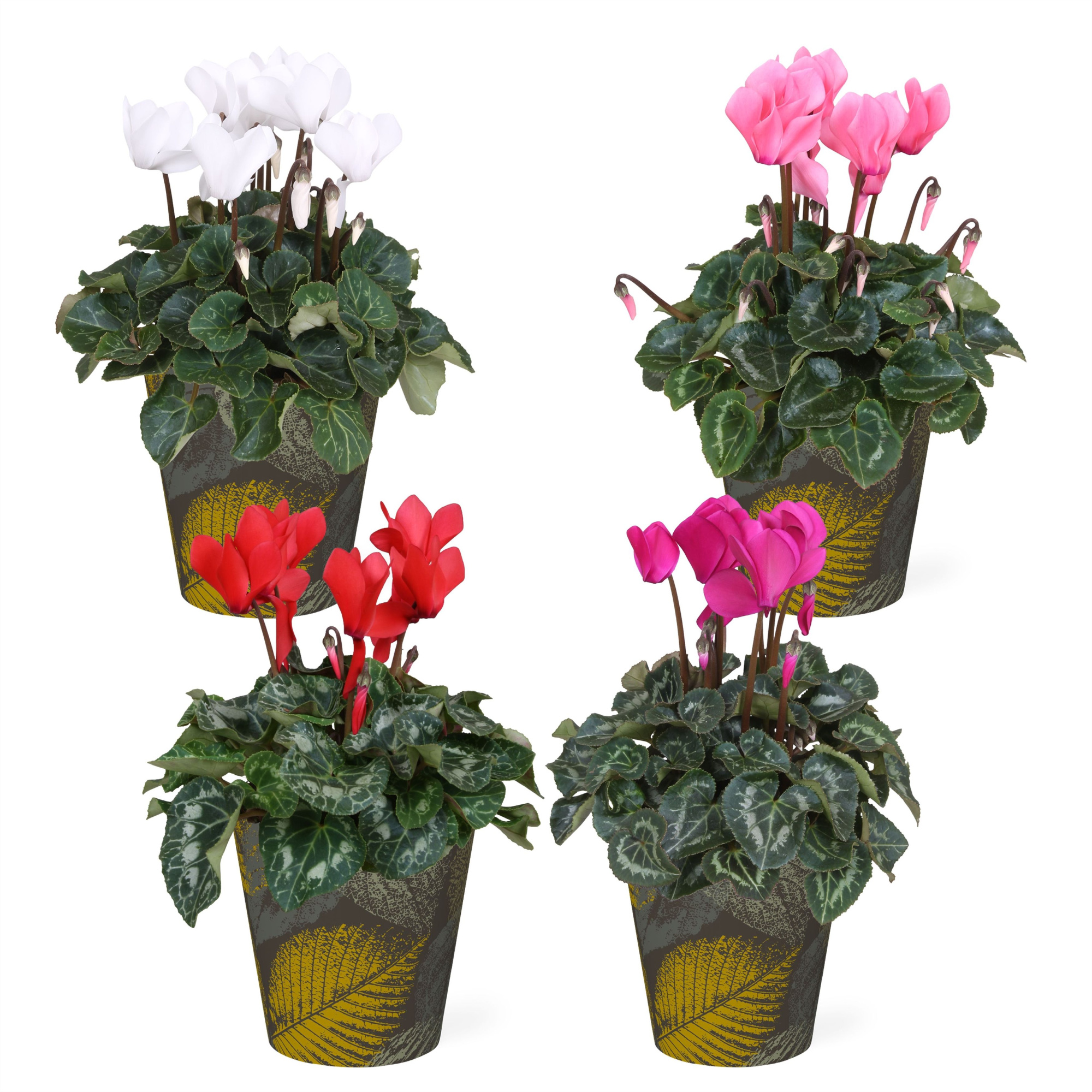 Cyclamen in Smartcup Autumn Dark, D 13 cm