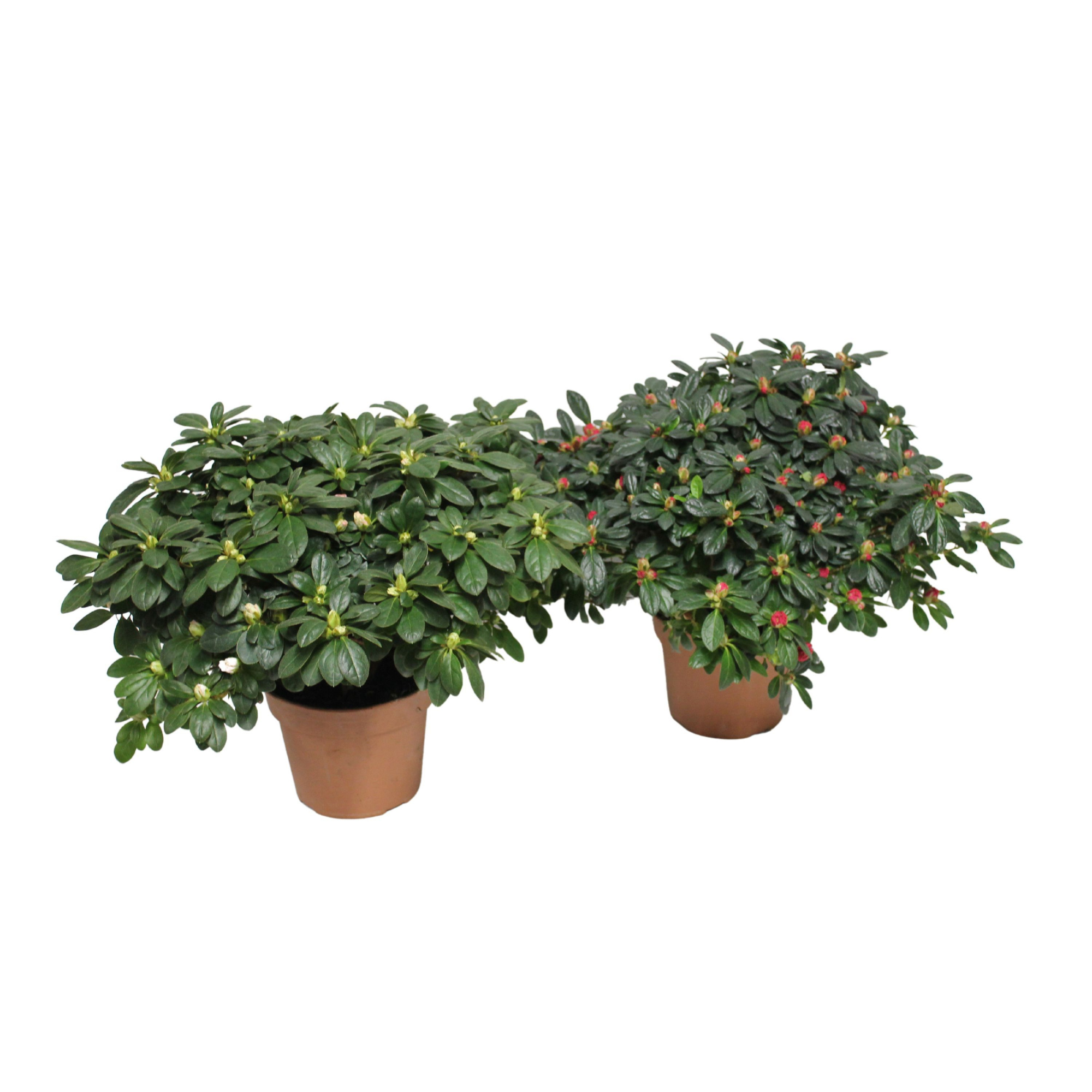 Azalea 40 / P18 'Mix CC' L kleurtonend, D 18