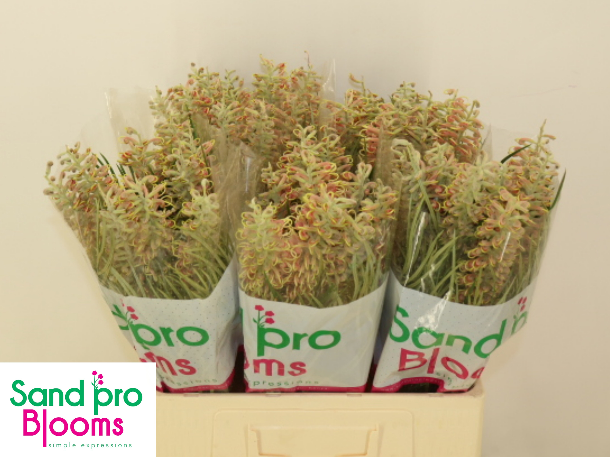 Гревиллея Микс 60, шт.