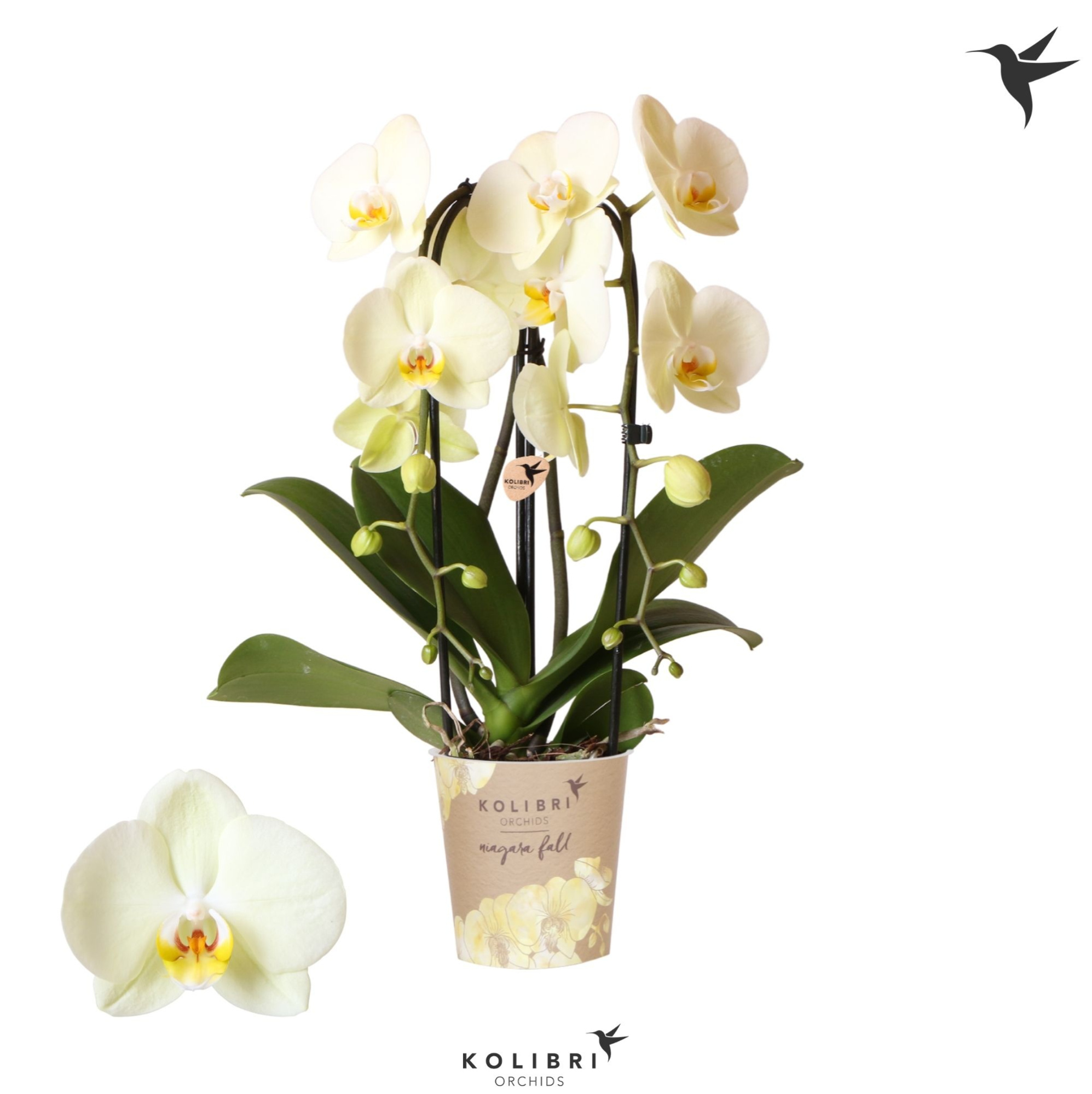 Kolibri Orchids Cascade Niagara Fall yellow 2 spike, D 12 cm